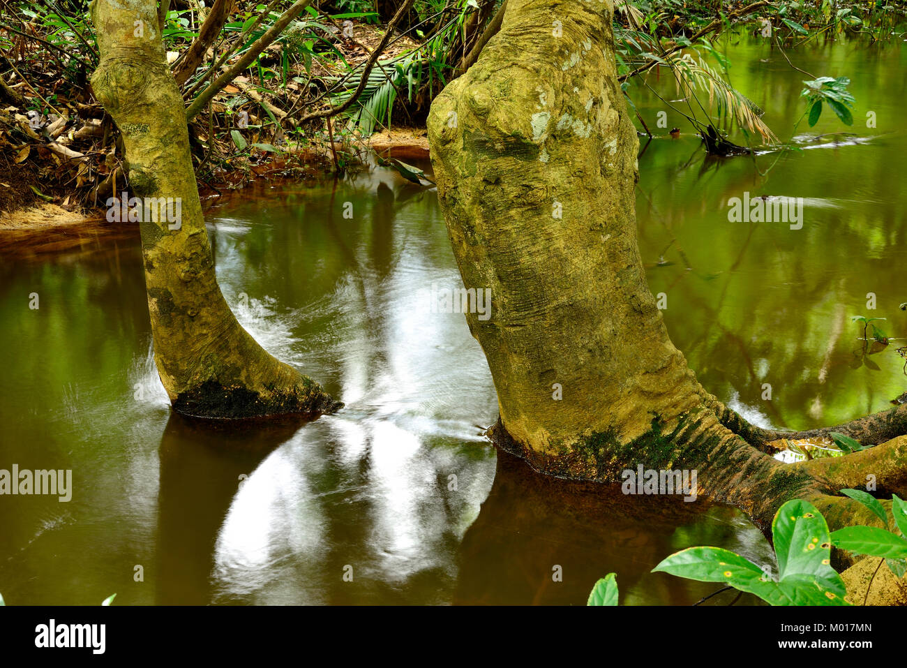 Bäume in einen Fluss in der Nähe von Dak Dam, Mondulkiri, Kambodscha Stockfoto