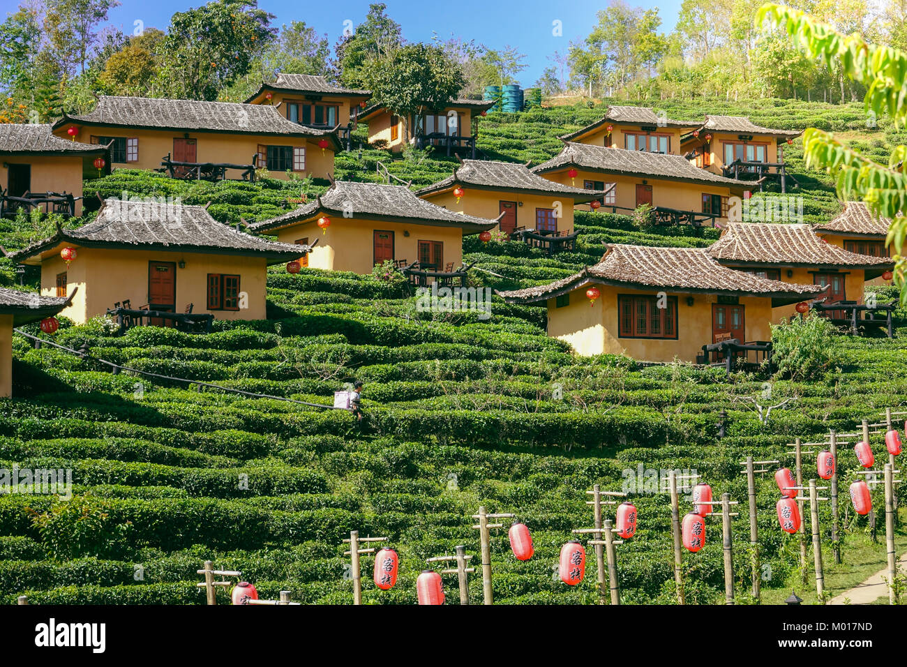 Tee Plantage Baan Rak Thai in Thailand Stockfoto