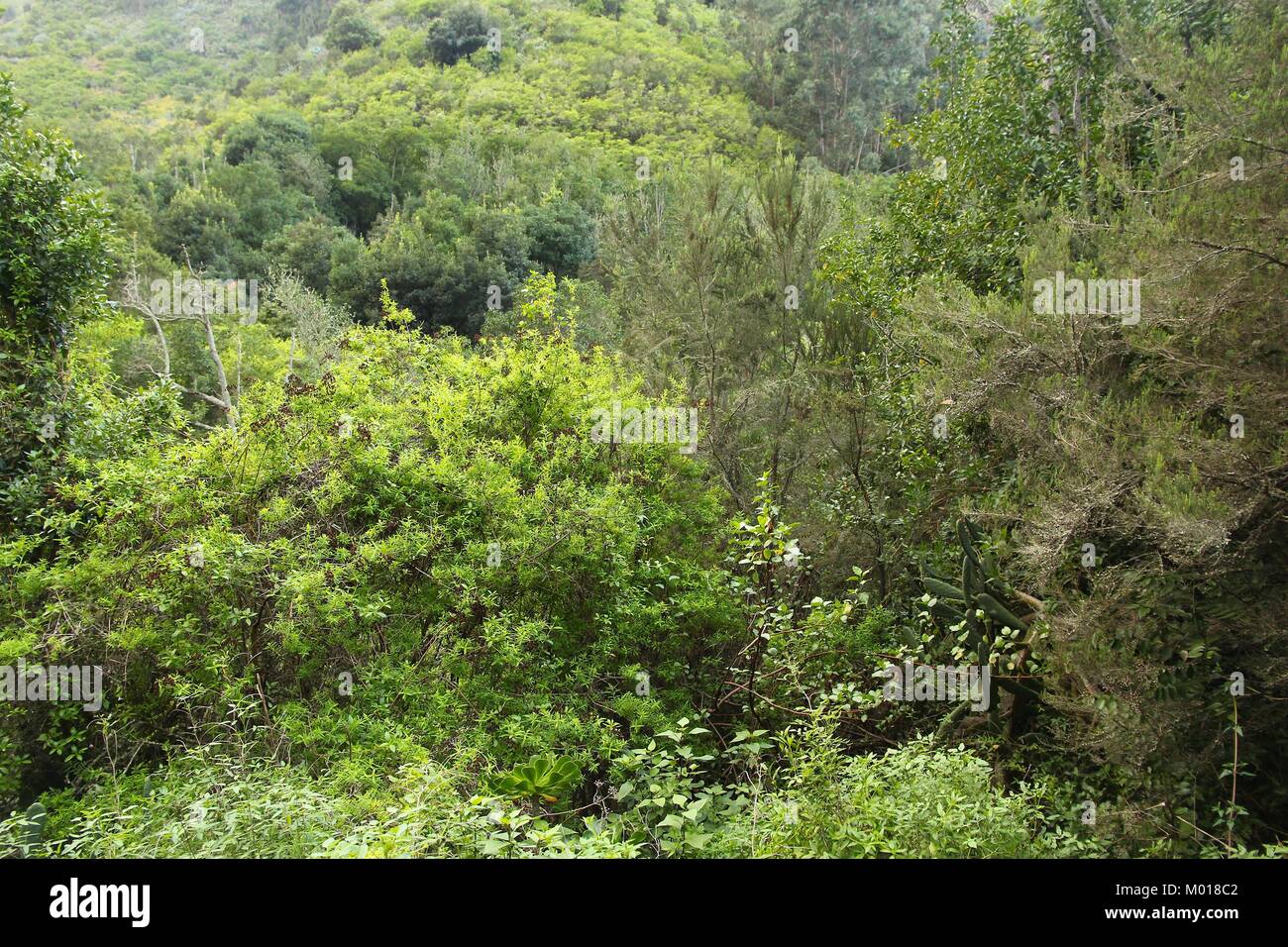 Gran Canaria Natur - lorbeerwald von Tilos de Moya. Stockfoto