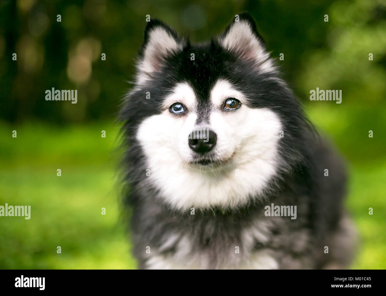 Ein alaskan Klee Kai Hund mit Heterochromia, ein blaues Auge und ein braunes Auge Stockfoto