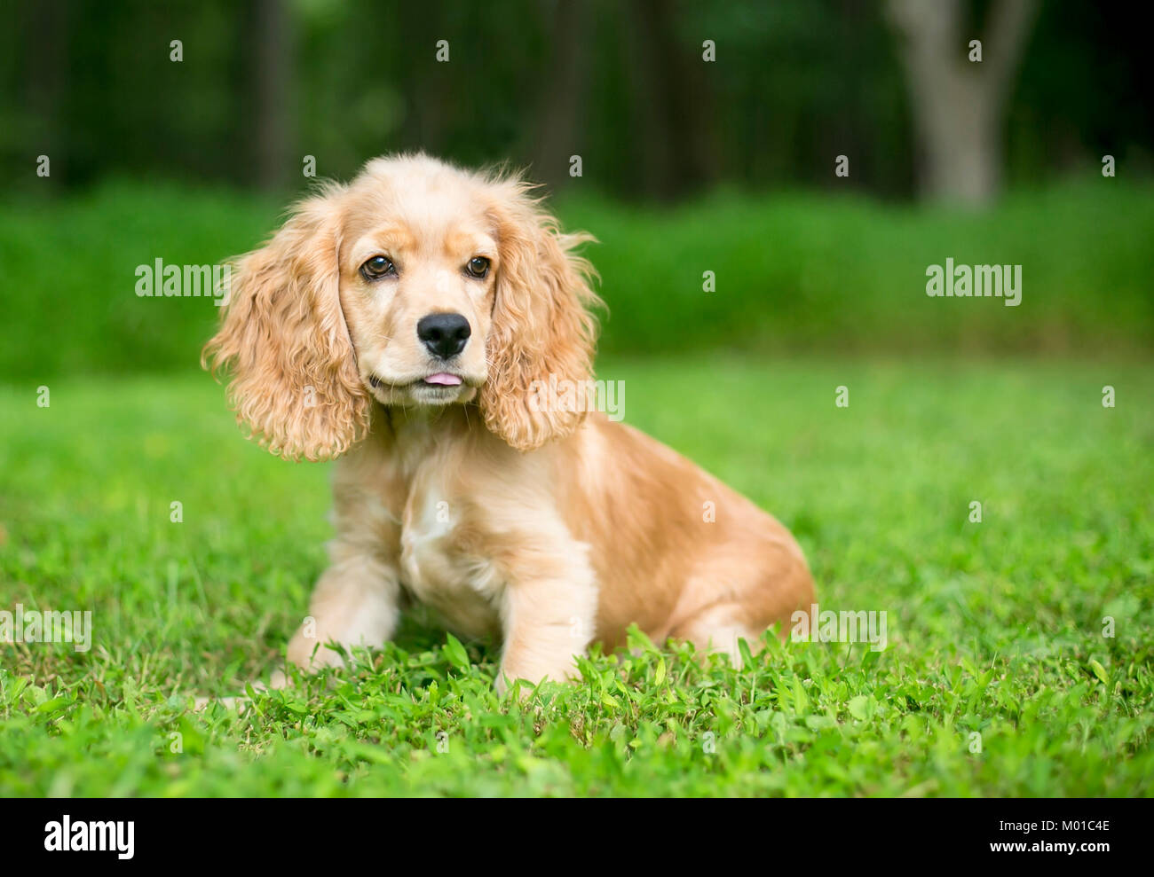 Ein junger englischer Cocker Spaniel Welpen im Gras Stockfoto