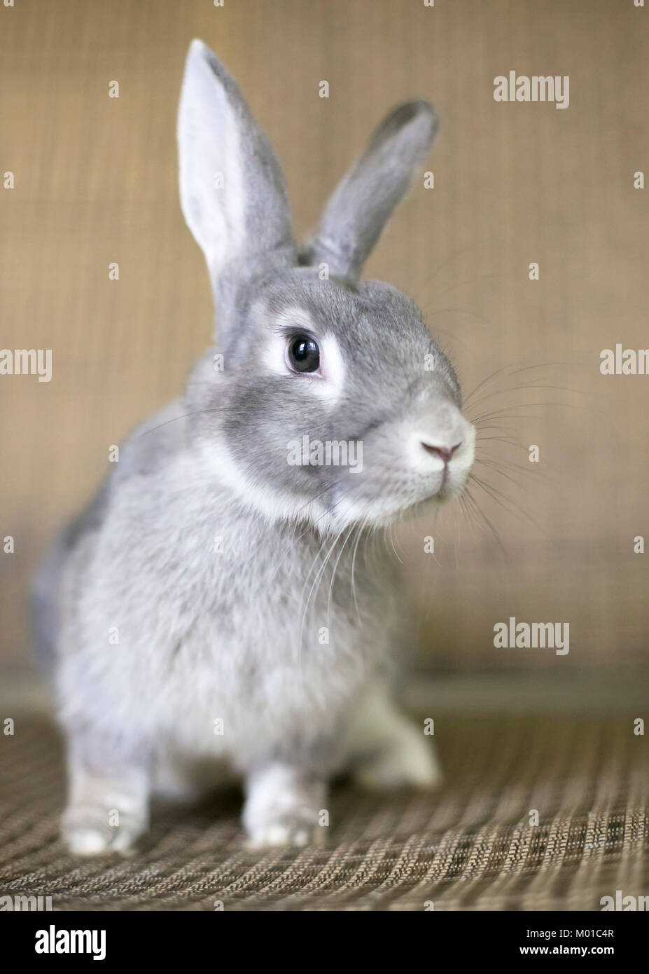 Porträt einer grauen Chinchilla Kaninchen Stockfoto