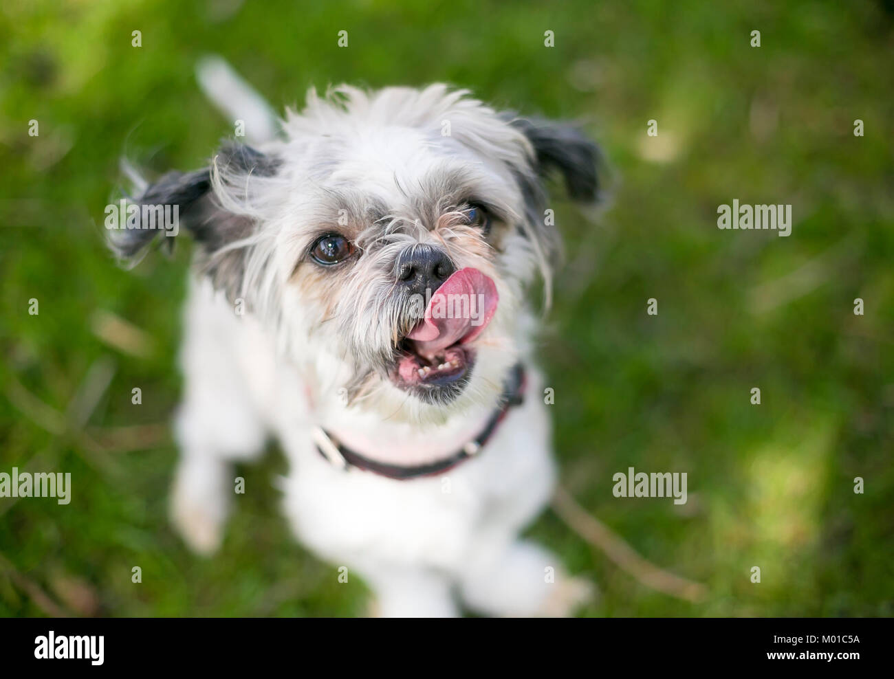 Einen kleinen Mischling Hund leckt seine Lippen Stockfoto