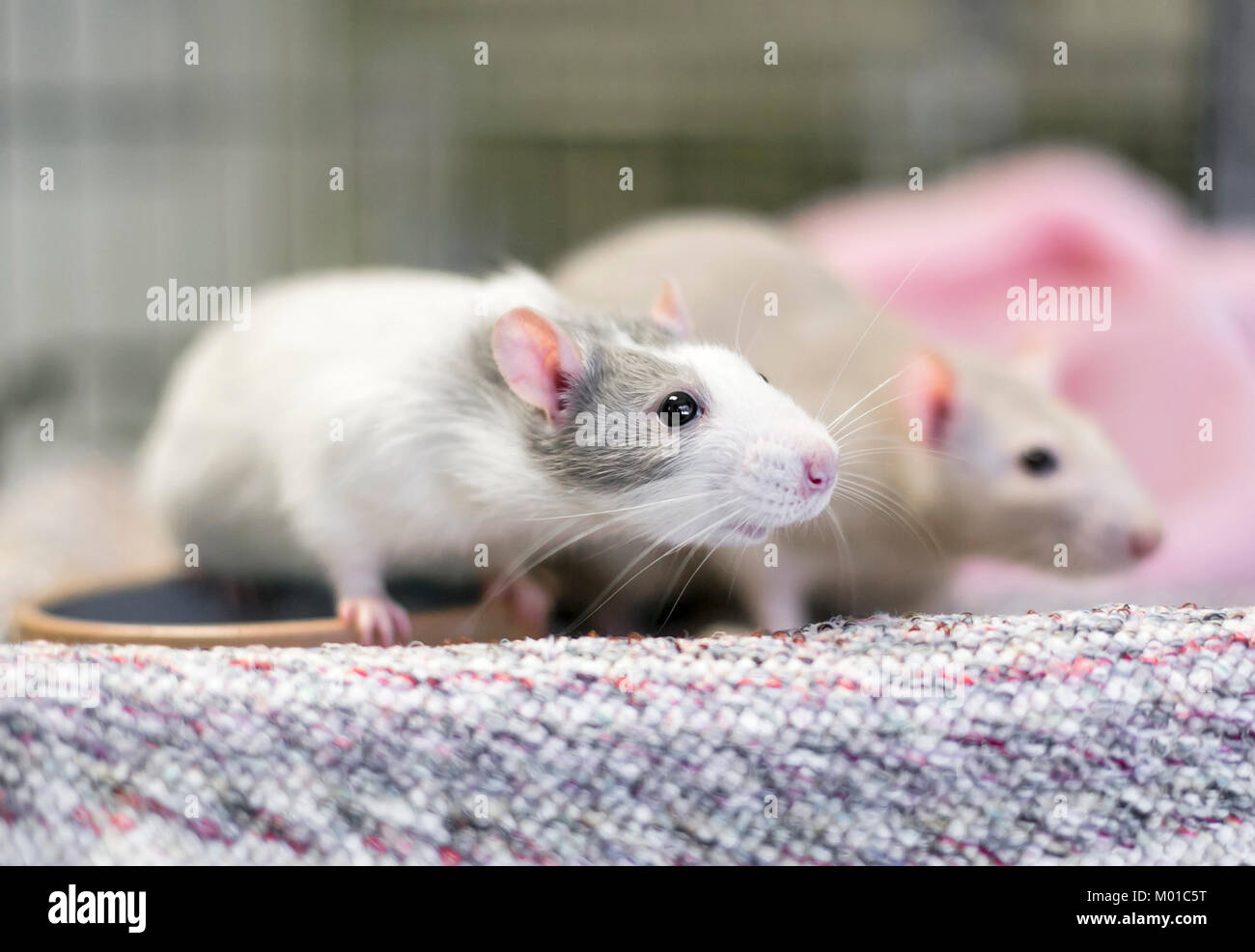 Zwei Fancy Ratten oder domestizierten Ratten Stockfoto