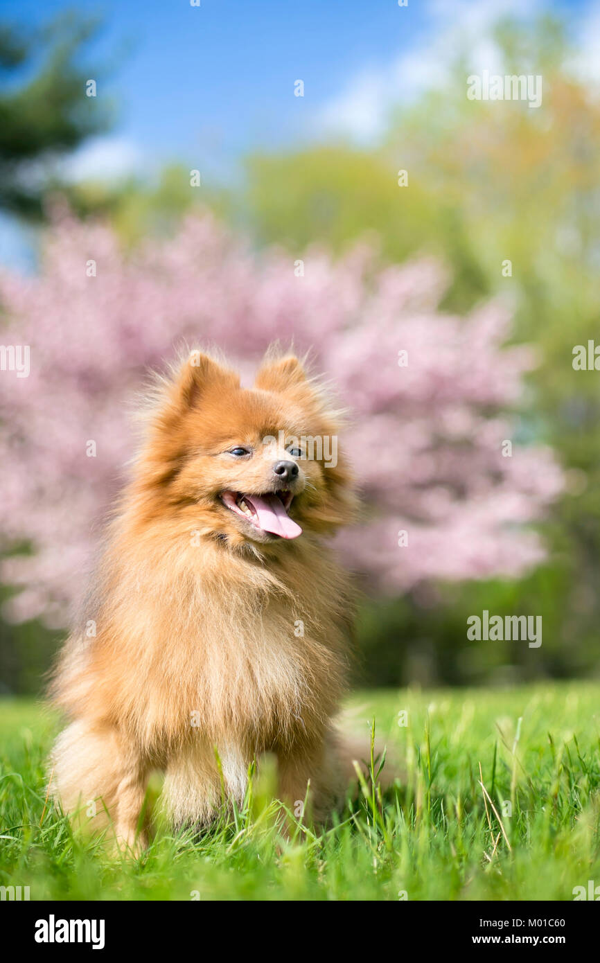Eine rote pomeranian Hund draußen im Frühling vor einem rosa blühenden Baum Stockfoto