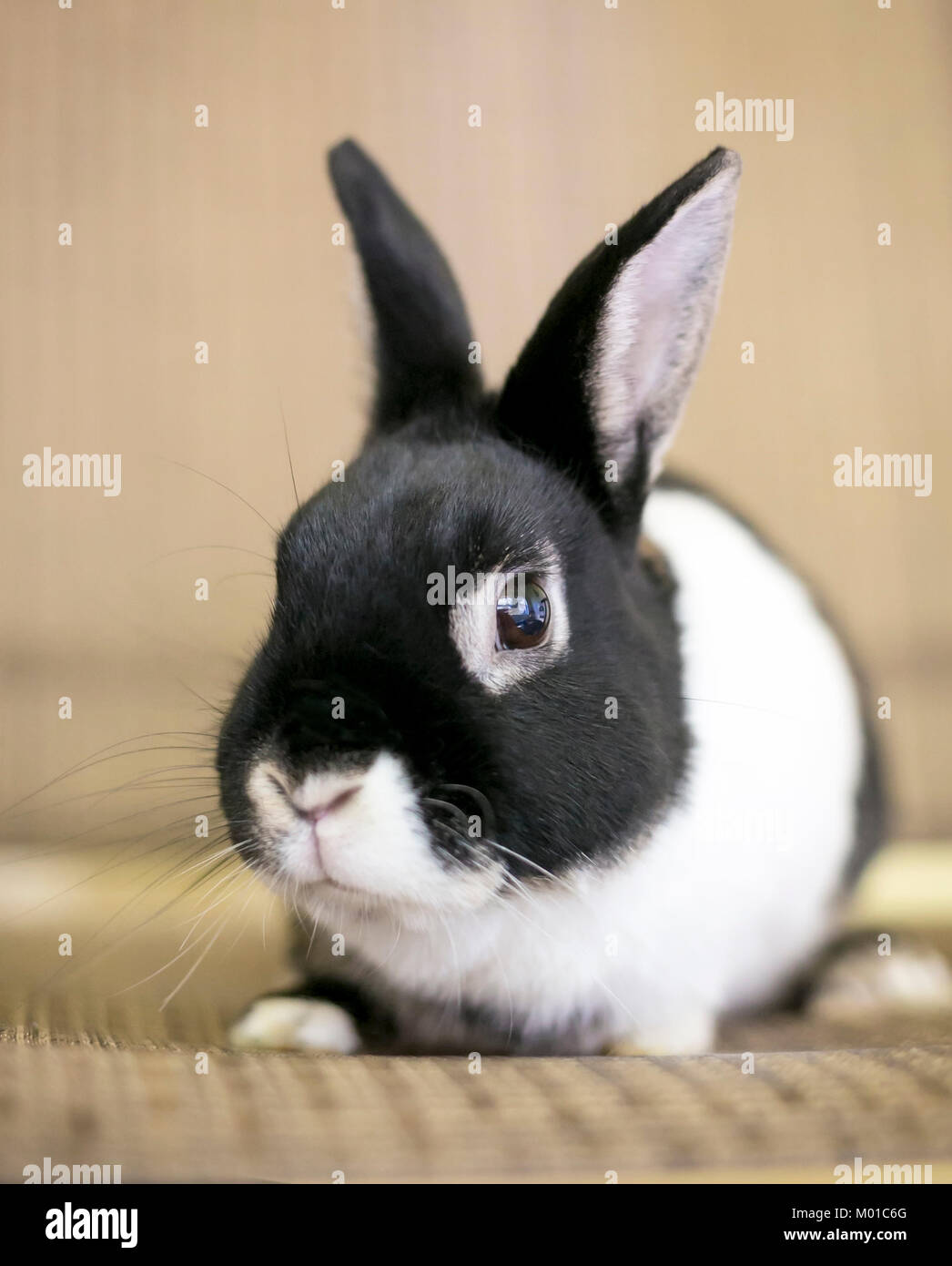 Eine domestizierte Schwarze und Weiße Zwerg Kaninchen Stockfoto