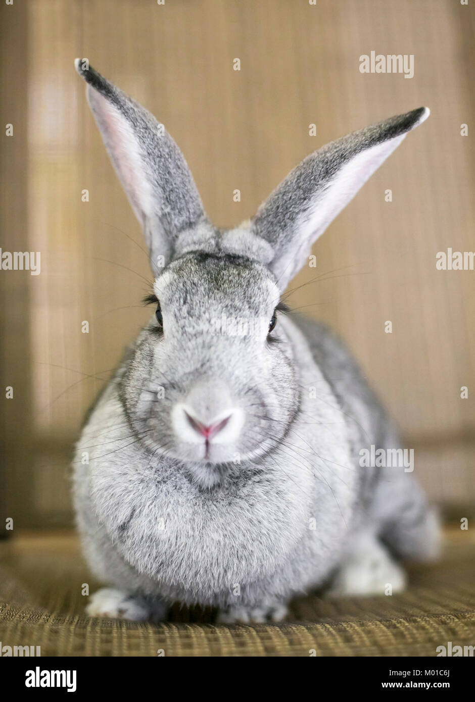 Porträt einer grauen Chinchilla Kaninchen Stockfoto