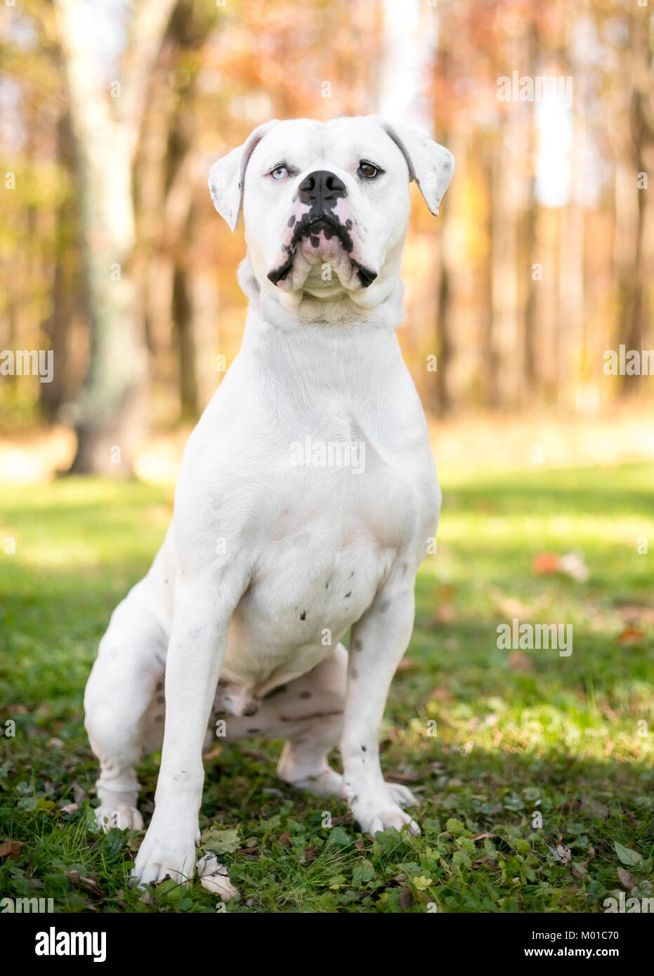 Porträt einer Weiße amerikanische Bulldogge mit Heterochromia, ein blaues Auge und ein braunes Auge Stockfoto