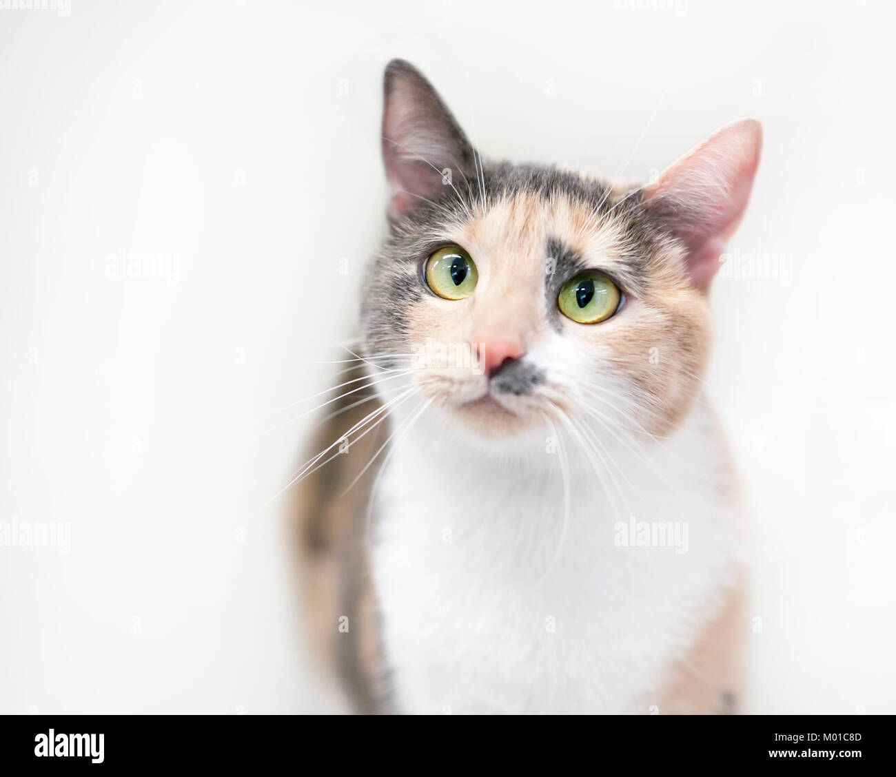 Porträt eines Cross-eyed Verdünnen Calico Cat Stockfoto