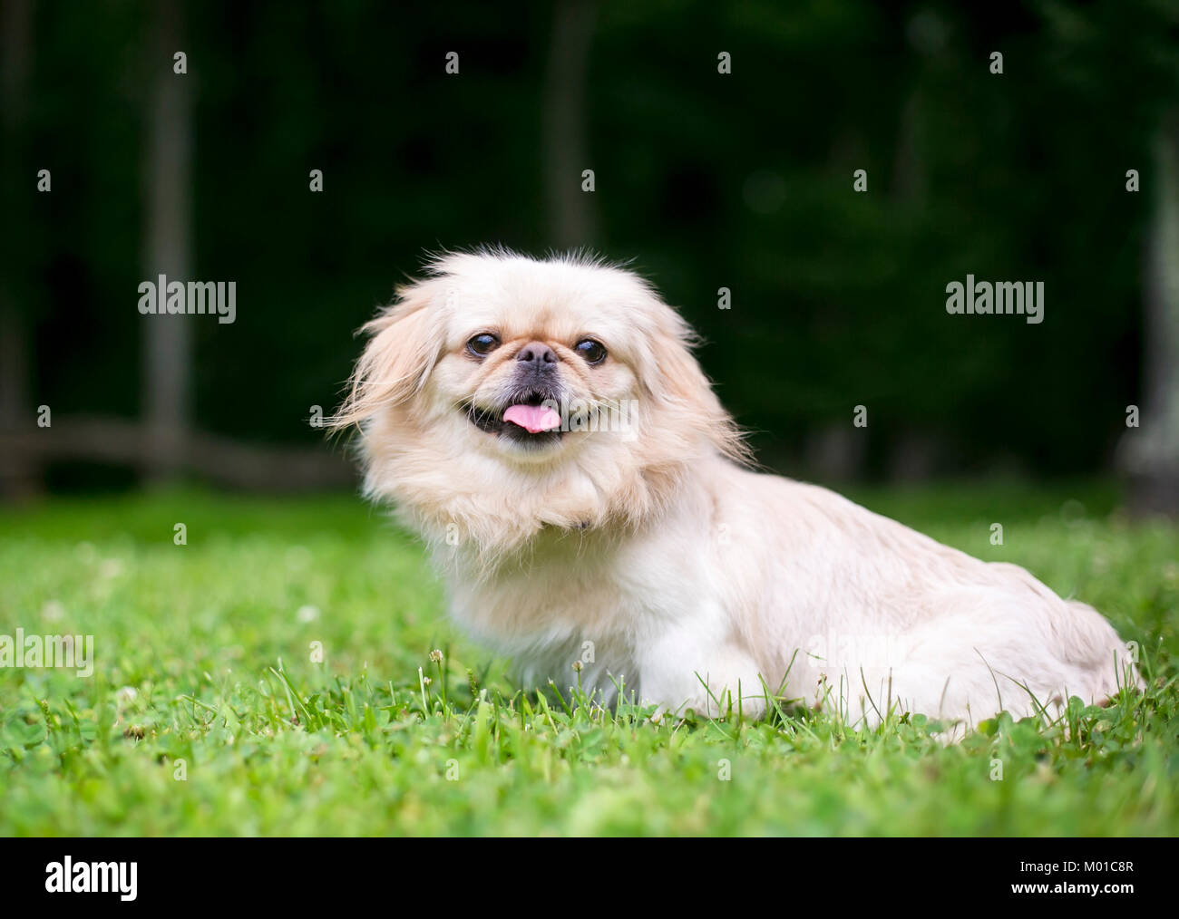 Porträt eines Pekinesen mix draußen im Gras Stockfoto