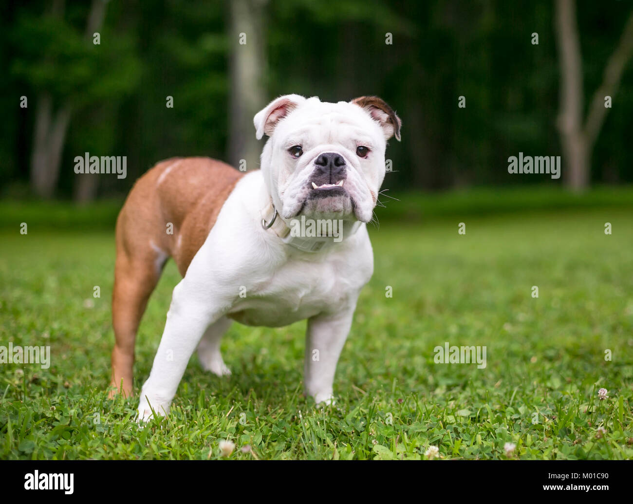 Eine Weisse Und Braune Englische Bulldogge Mit Einem Unterbiss Draussen Im Gras Stockfotografie Alamy