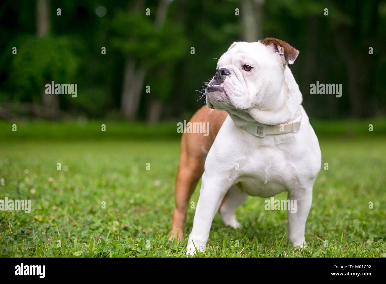 Eine Weisse Und Braune Englische Bulldogge Mit Einem Unterbiss Draussen Im Gras Stockfotografie Alamy