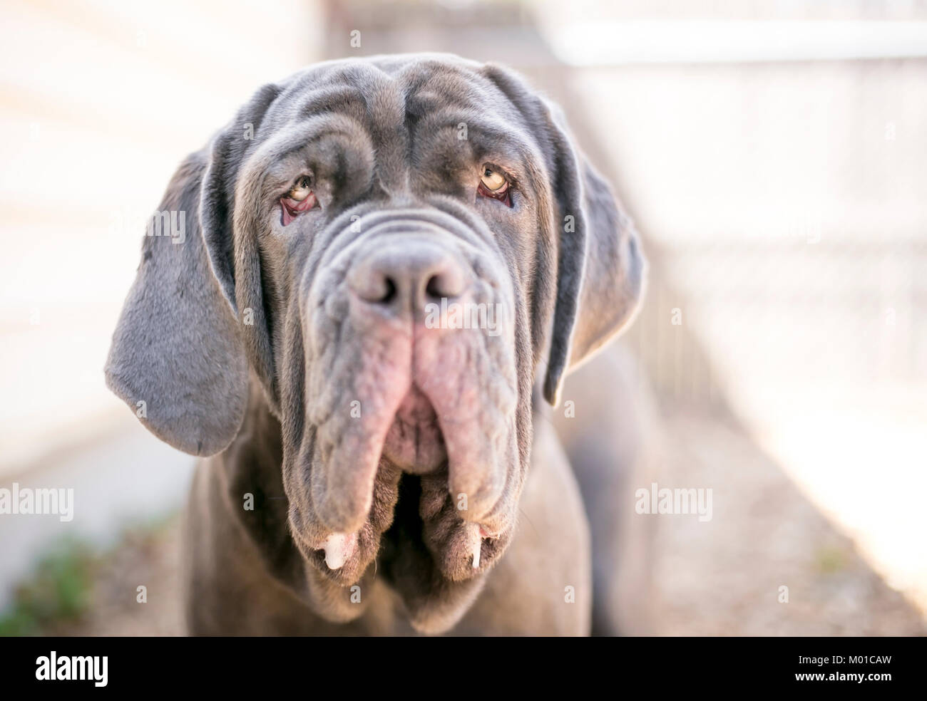 Ein neapolitanischer Mastiff Hund Stockfotografie - Alamy