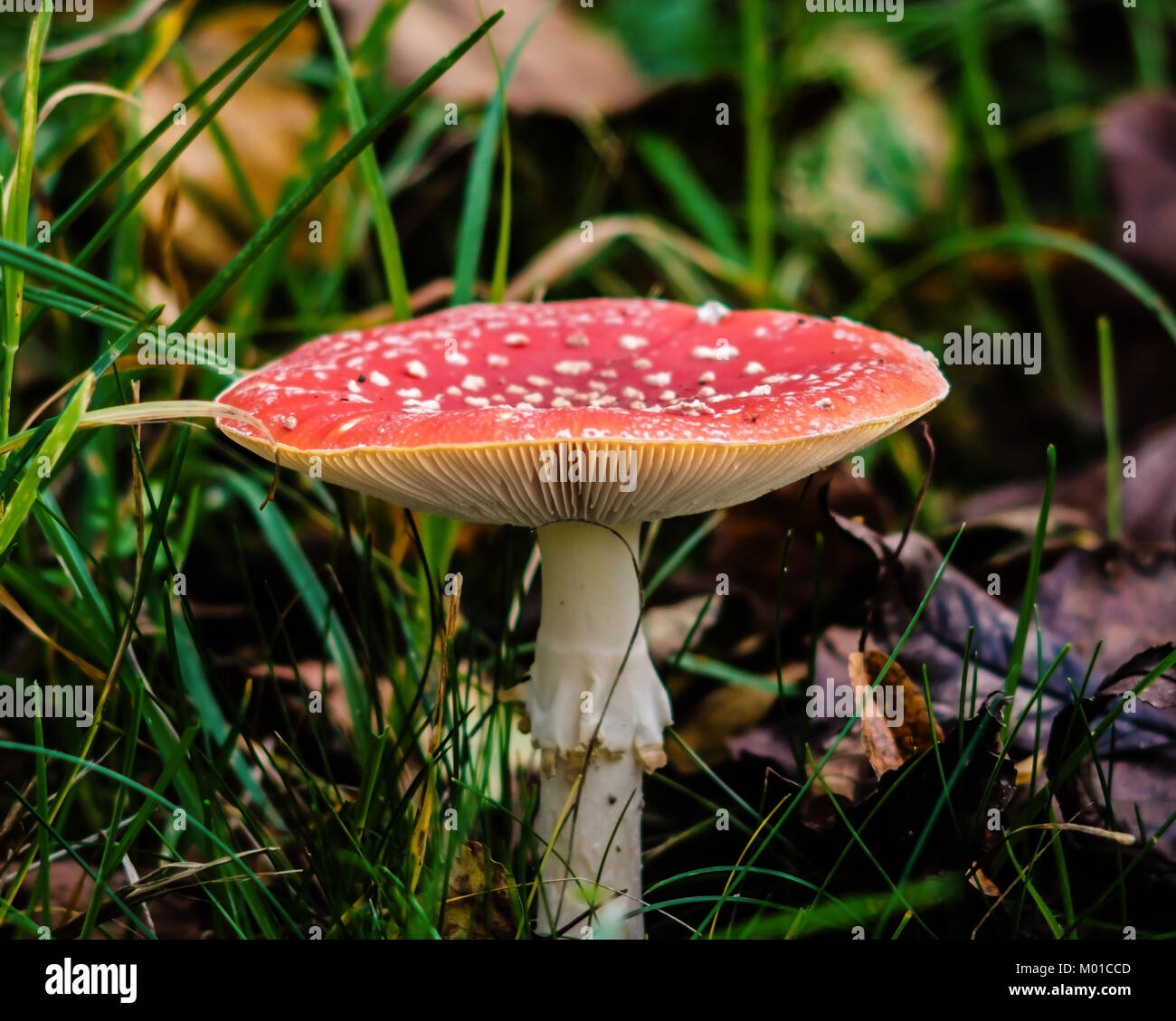 Schönen giftigen Pilz, mit Roten Kapelle mit weissen Flecken Stockfoto