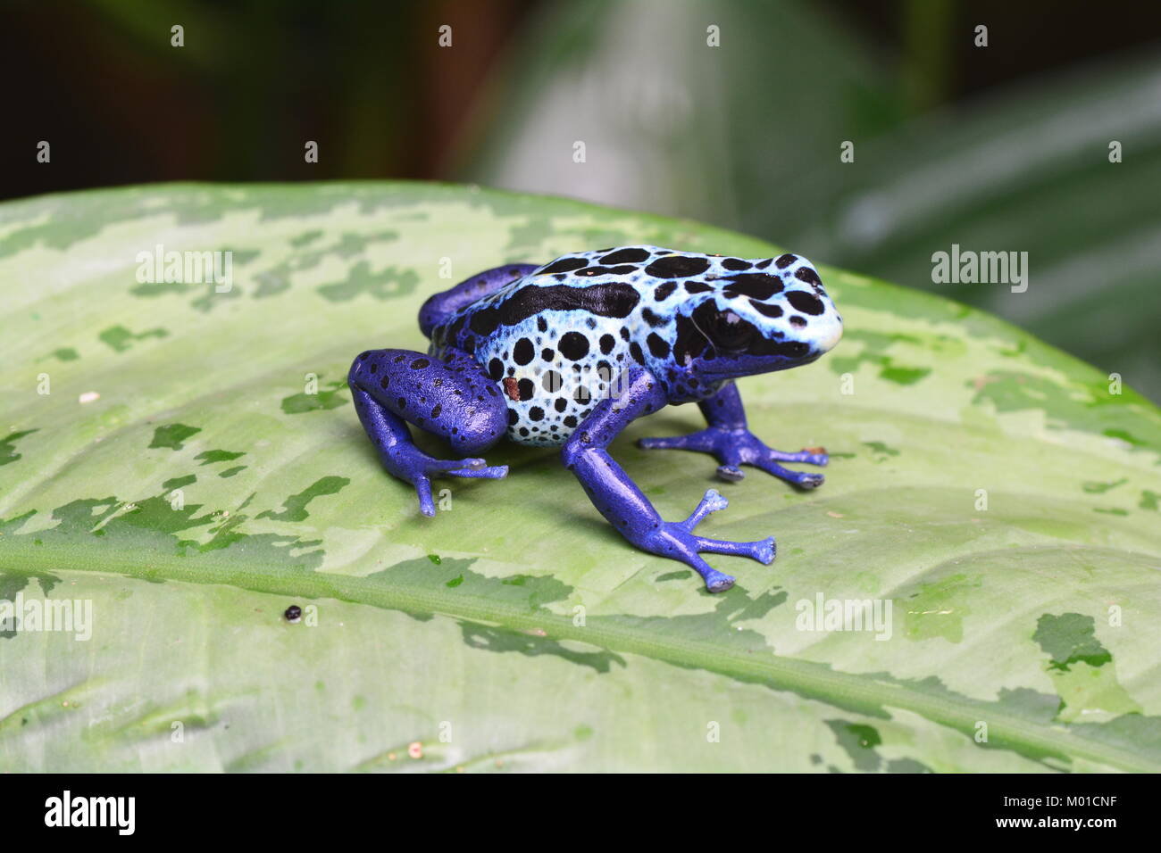 Eine hübsche kobalt blau gefärbten Poison dart Frog sitzt auf einer Pflanze Blatt in den Gärten. Stockfoto
