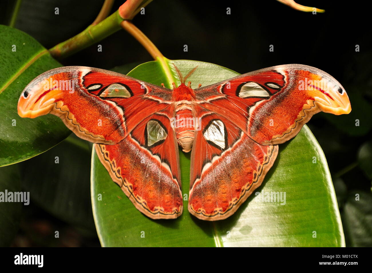 Die weltgrösste Motte der Atlas moth sitzt auf einem gummibaum Blatt in den Gärten. Stockfoto