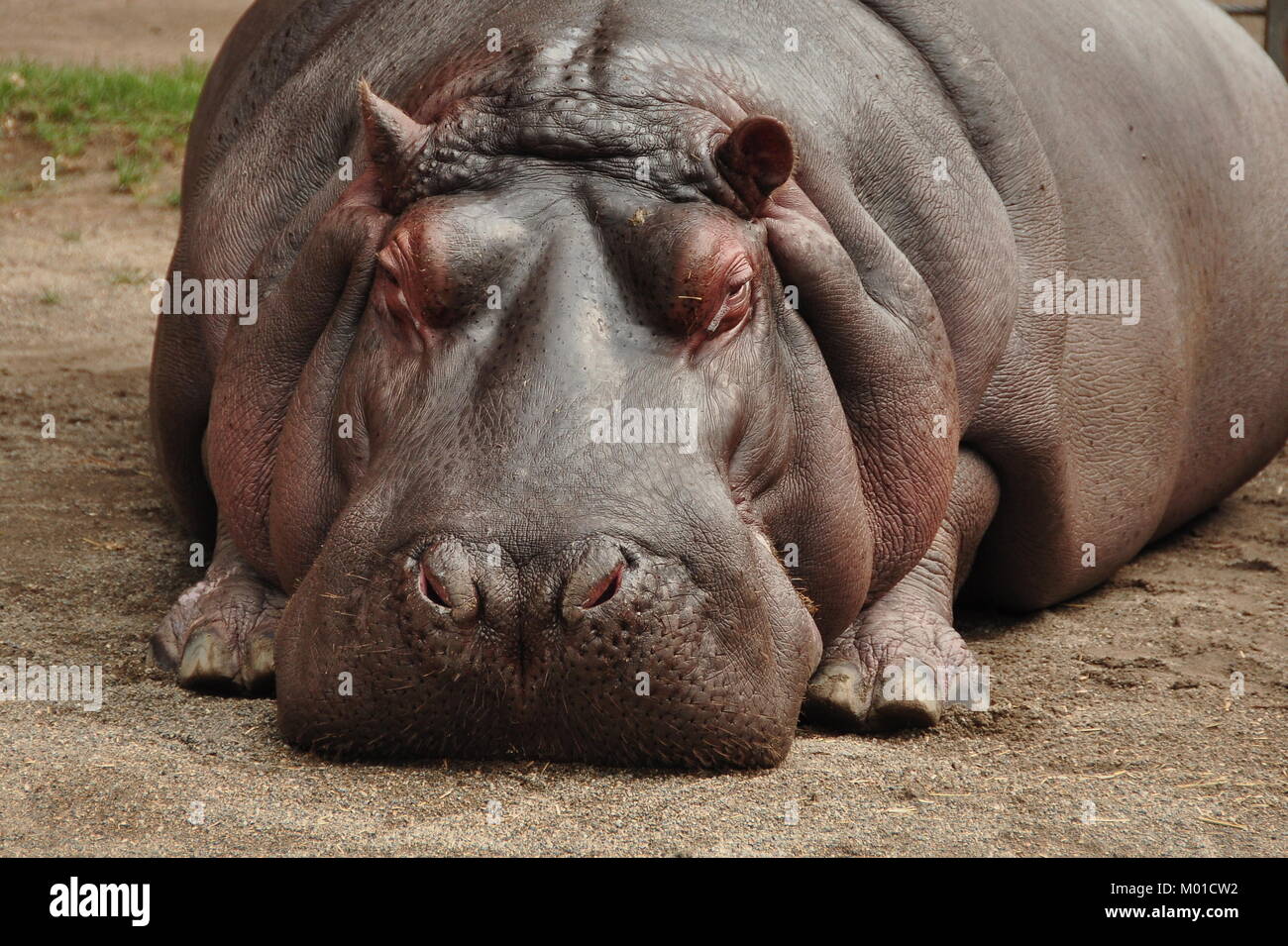 Ein Nilpferd entspannt sich mit etwas geschlossenem Auge, weil es im Zoo in Calgary, Alberta, Kanada, möglich ist. Stockfoto