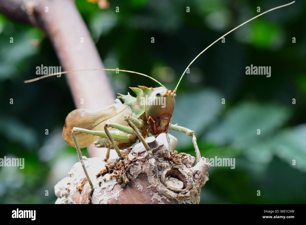Ein Drachen katydid Wunder durch seine Umgebung auf der Suche nach Nahrung oder einem Kampf. Stockfoto