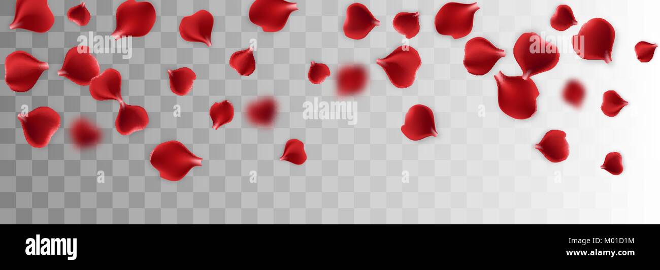 Red rose Petal transparenter Hintergrund Stock Vektor