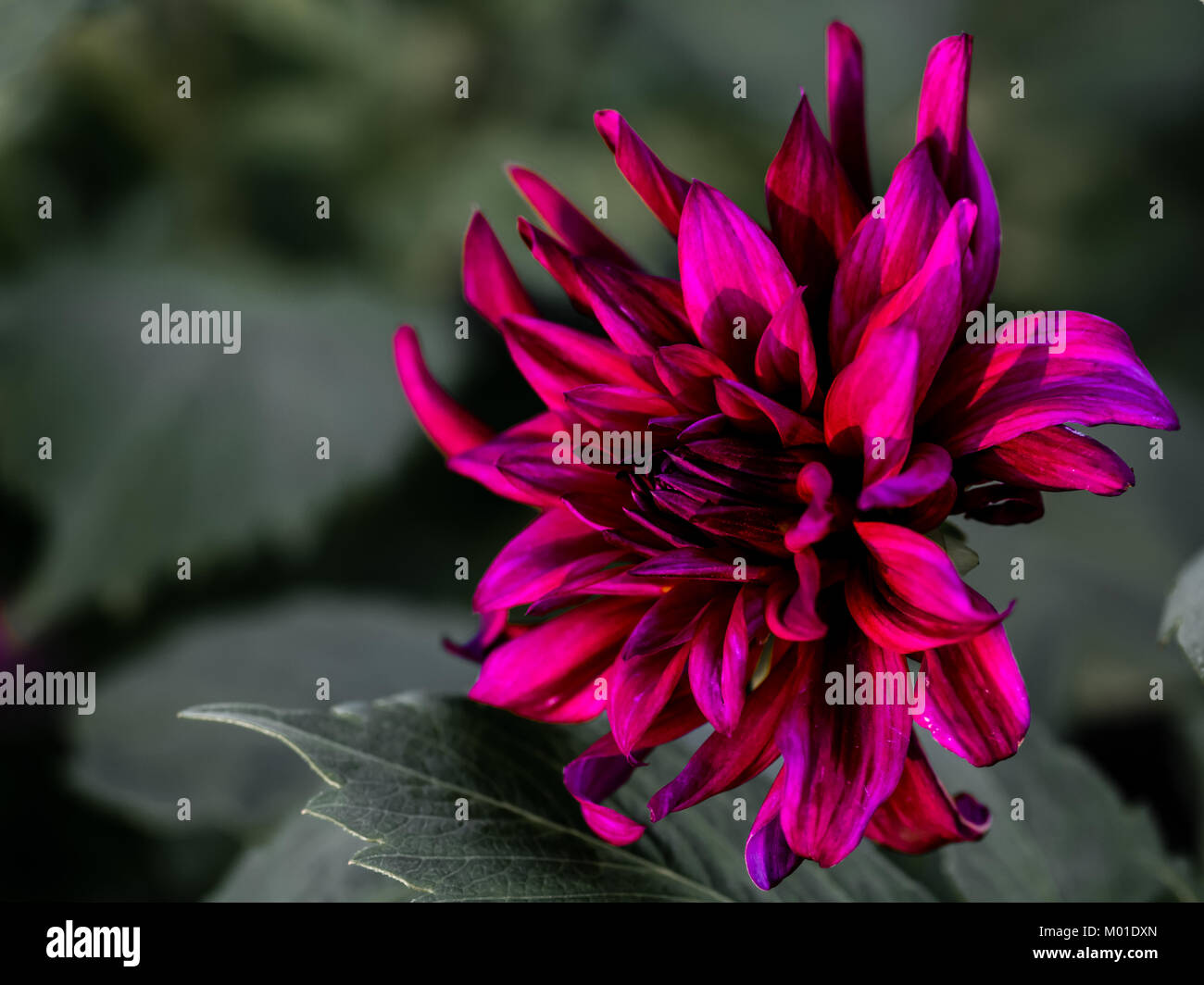 Dark red dahlia Stockfotos und bilder Kaufen Alamy