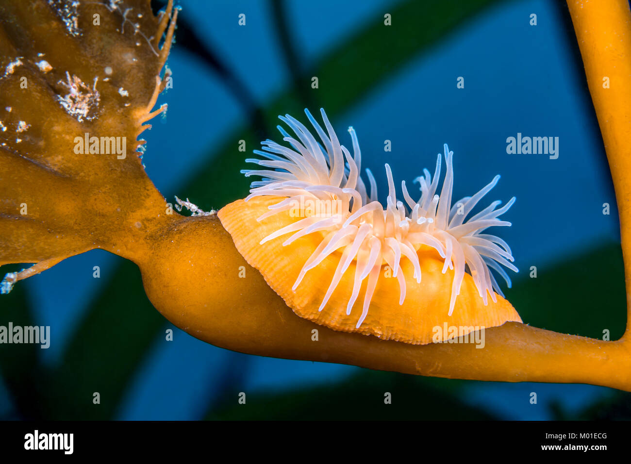 Eine bunte, kleine wuchernden Anemone auf einen Stiel mit Seetang in der südlichen Kalifornien Kanalinseln befestigt. Stockfoto