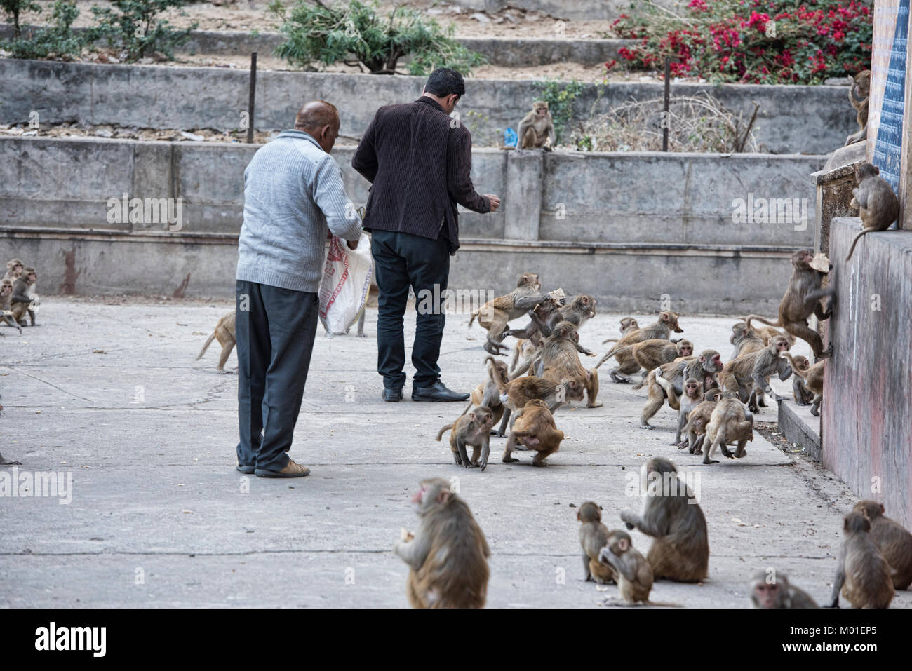 Im Galtaji Monkey Tempel, Jaipur, Indien Stockfoto