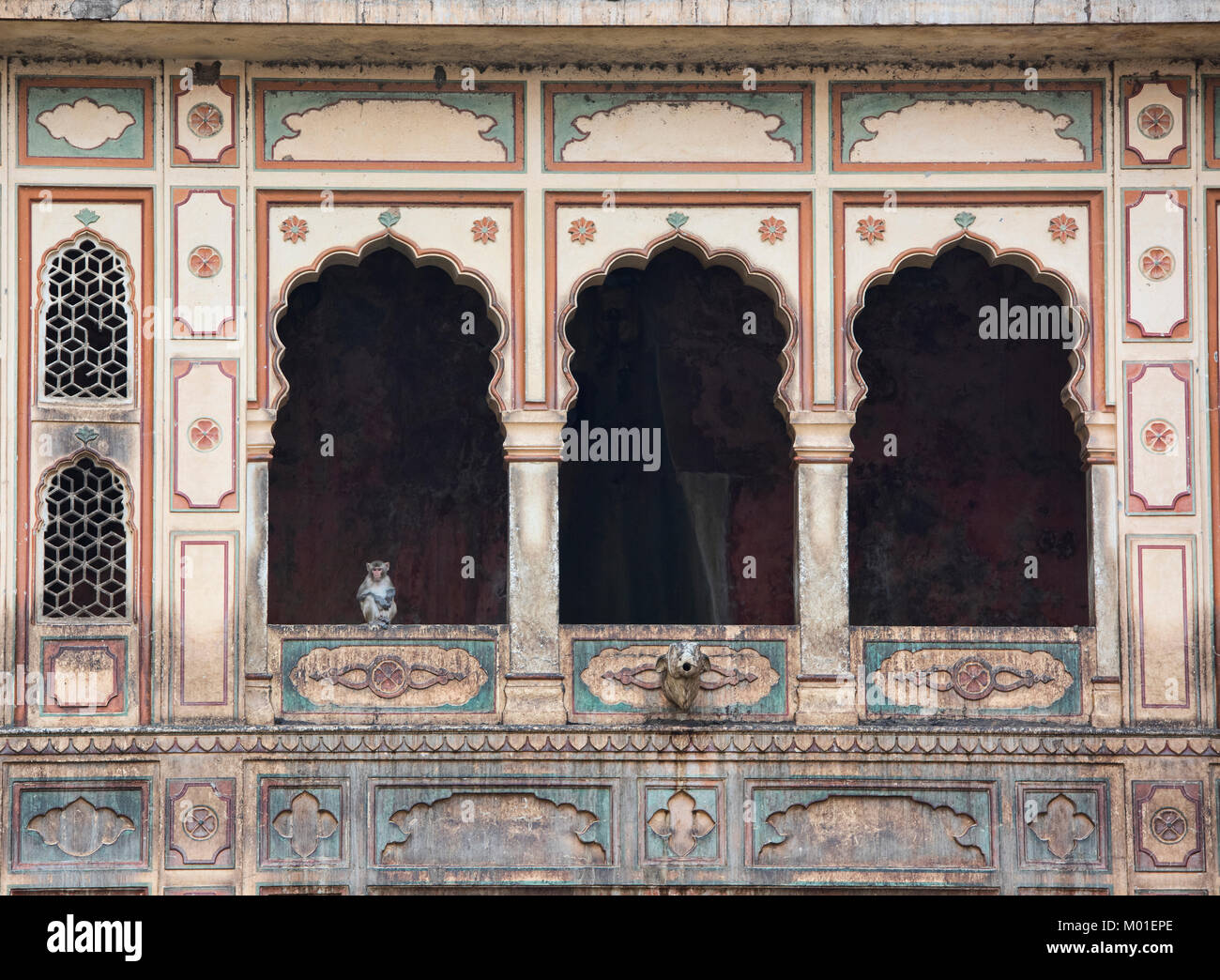 Affe in das Fenster in der alten Galtaji Monkey Tempel, Jaipur, Indien Stockfoto