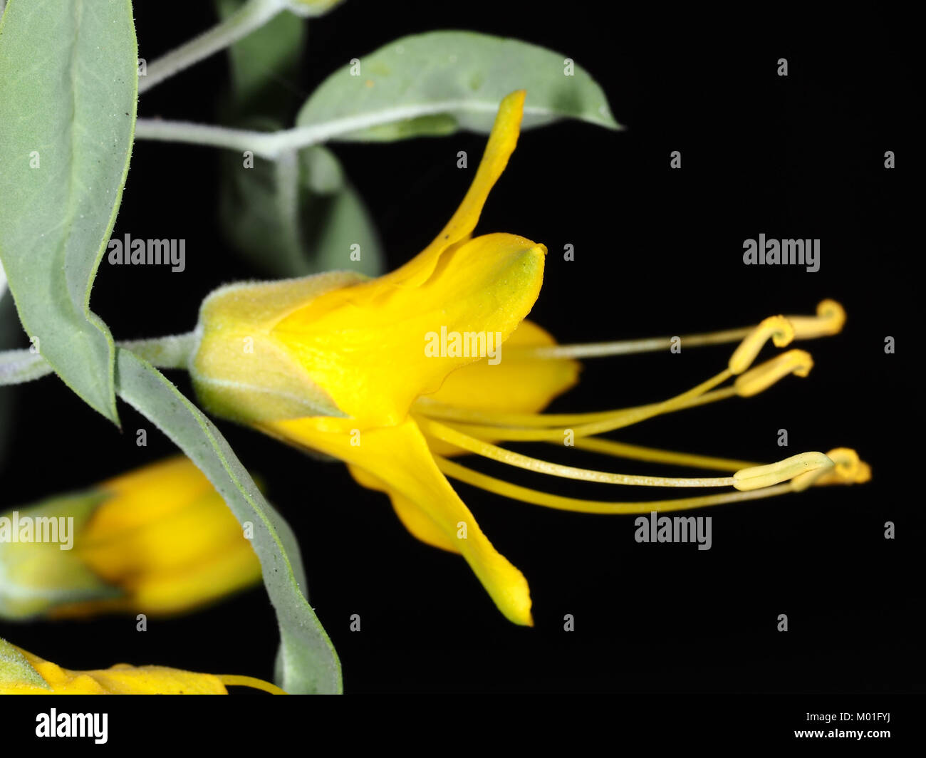 (Ehemals Isomeris Peritoma arborea Arborea, Syn. Cleome isomeris), Blumen und Blätter in der Nähe von Stockfoto