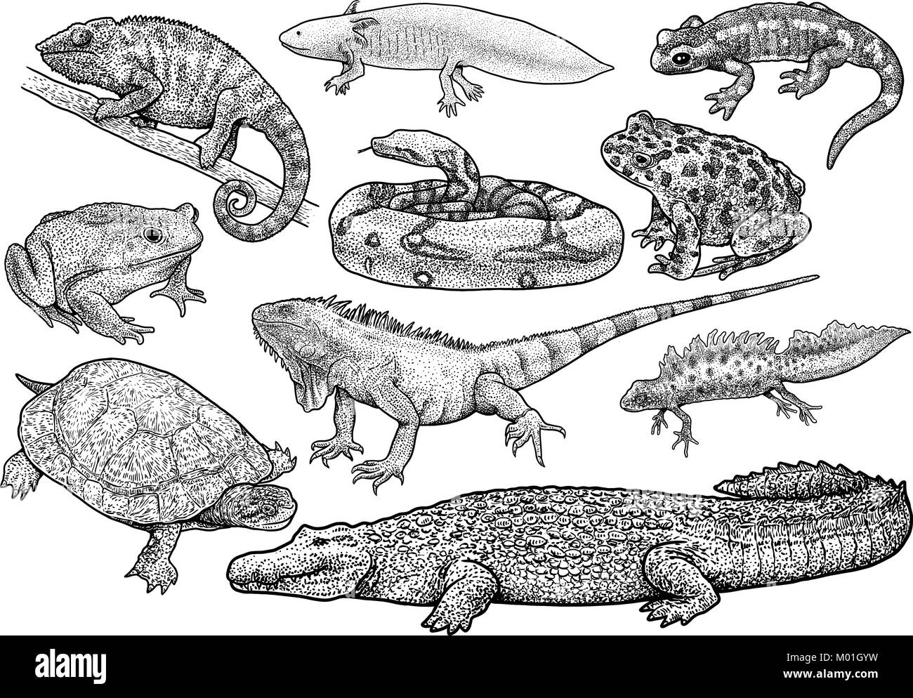 Amphibien und Reptilien Sammlung Abbildung, Zeichnung, Gravur, Tinte, Strichzeichnungen, Vektor Stock Vektor