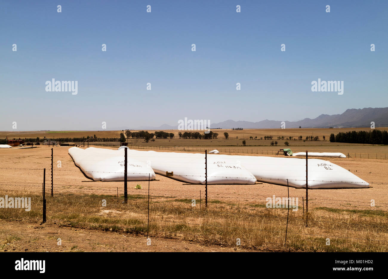 Swartland Region des Western Cape Südafrika. Dezember 2017. Das lange Rohr wie Storage- und Plastiktüten Verlegung in ein Feld der wheatlands Stockfoto