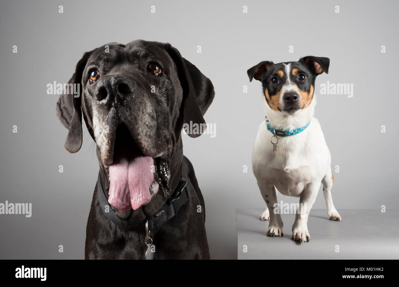 Jack Russell Terrier und Great Dane. Doppelte Probleme! Doggy Friends in Großbritannien Stockfoto