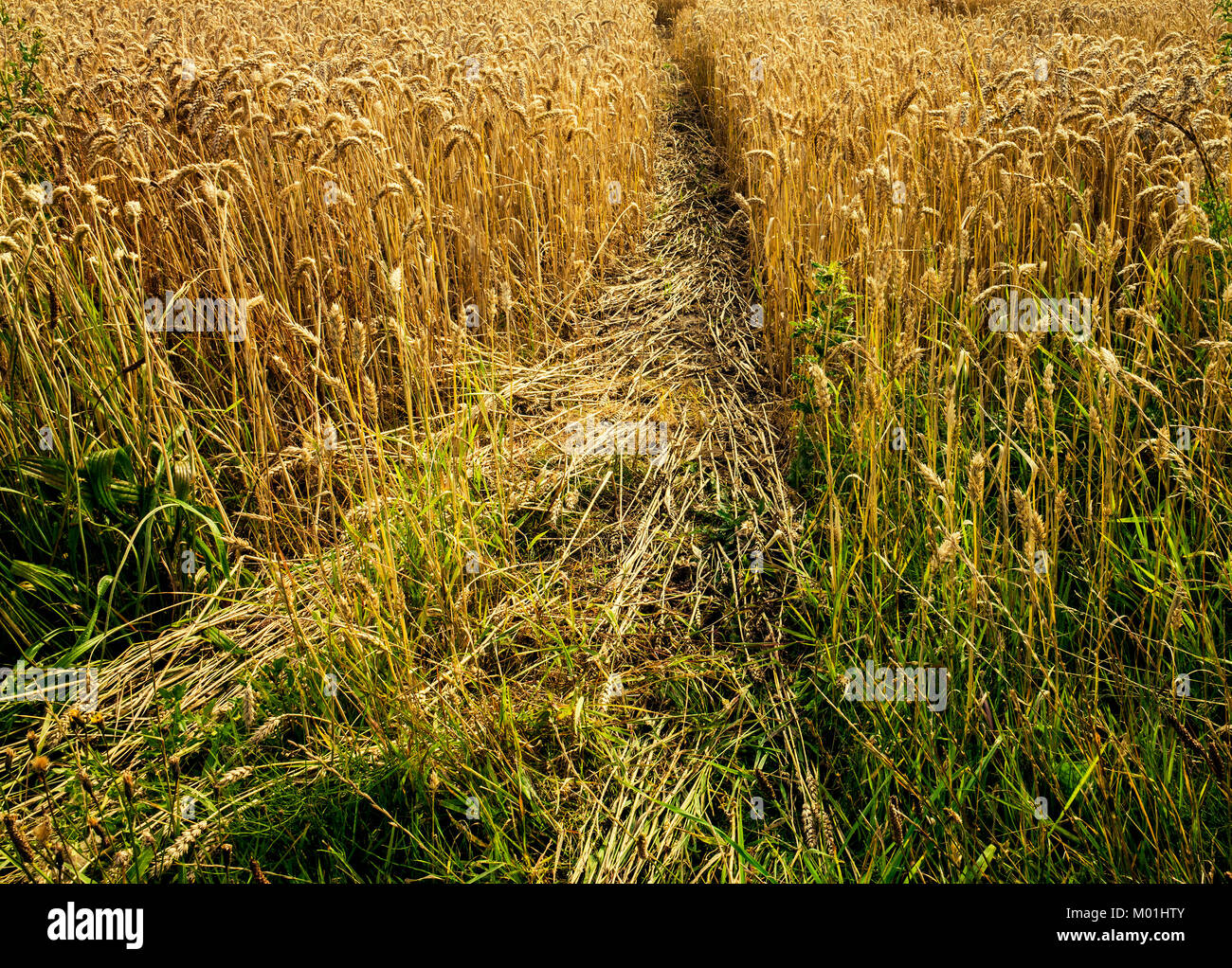 Weizenfeld Dänemark Stockfoto