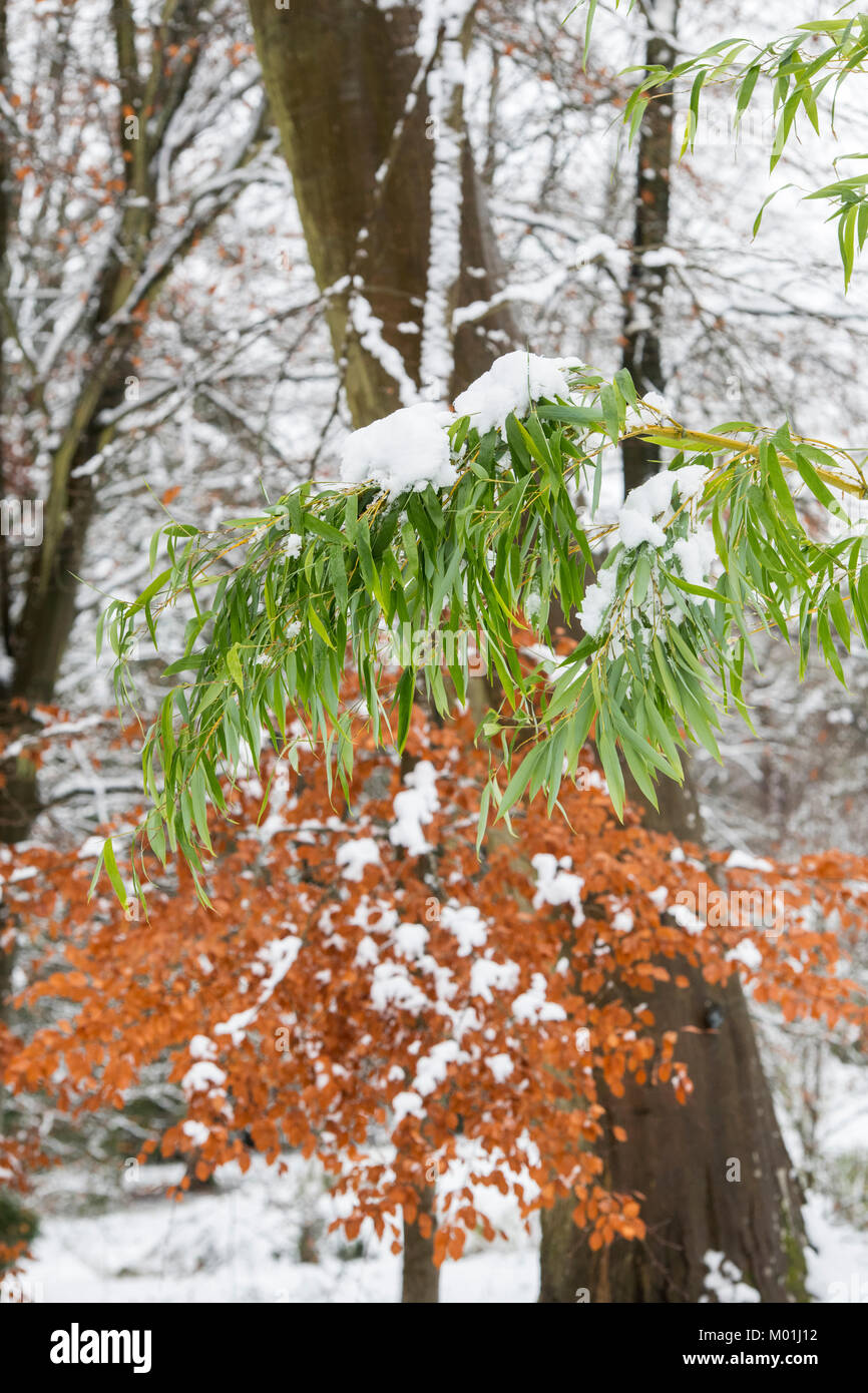 Bambusblätter vor der Bäume in den Schnee im Winter. Batsford Arboretum, Cotswolds, Moreton-in-Marsh, Gloucestershire, England Stockfoto