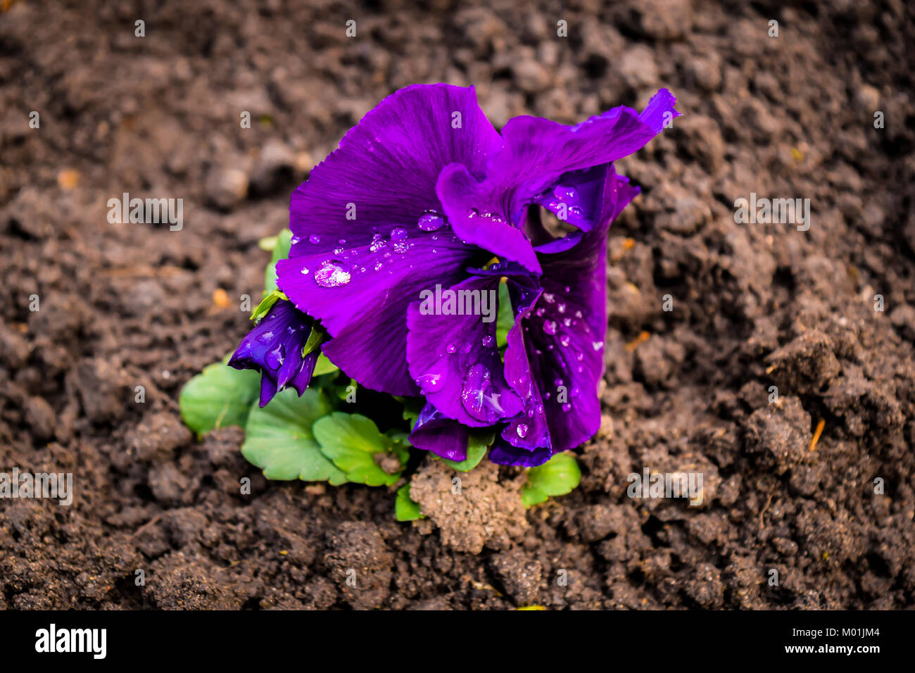 Einsame kleine violette Blume mit Wassertropfen, nach dem Regen. Lila Blume wächst in brauner Boden. Stockfoto