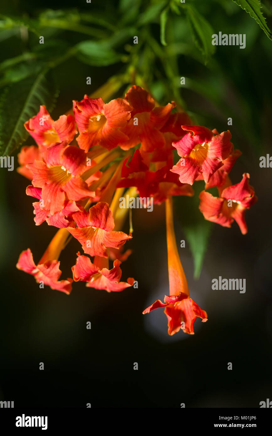 Orange Trompete Kriechgang oder Trompete Weinstock (Campsis radicans, Bignonia radicans, Tecoma radicans), Blumen und Blätter, Kenia, Ostafrika Stockfoto