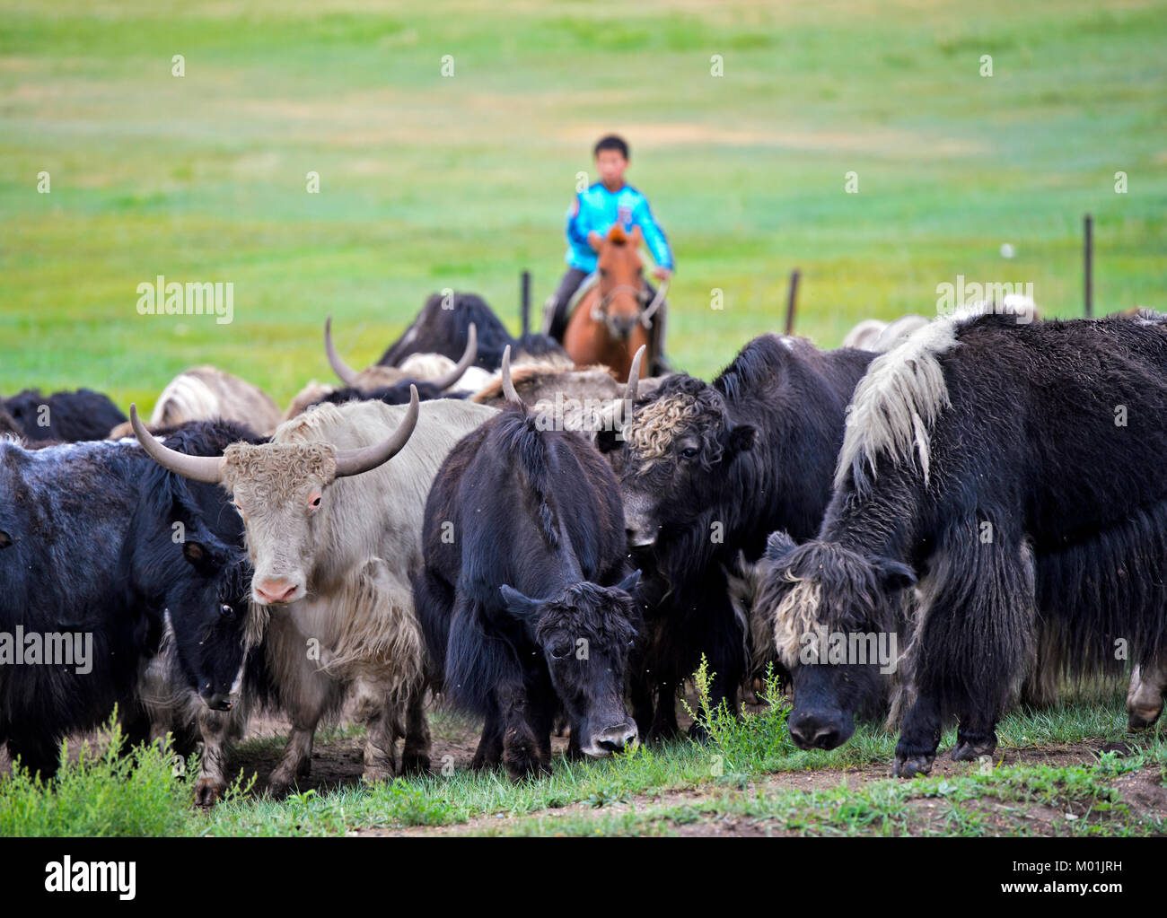 Montiert boy als Shepard der eine Herde von Yaks, gorkhi-terelj Nationalpark, Mongolei Stockfoto