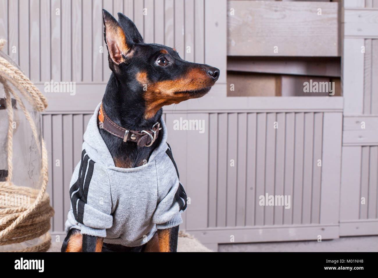 Dobermann. Ein kleiner Schwarz brauner Hund auf den Tisch. Welpen in der Kleidung. Hintergrund grau Boards. Close-up Stockfoto