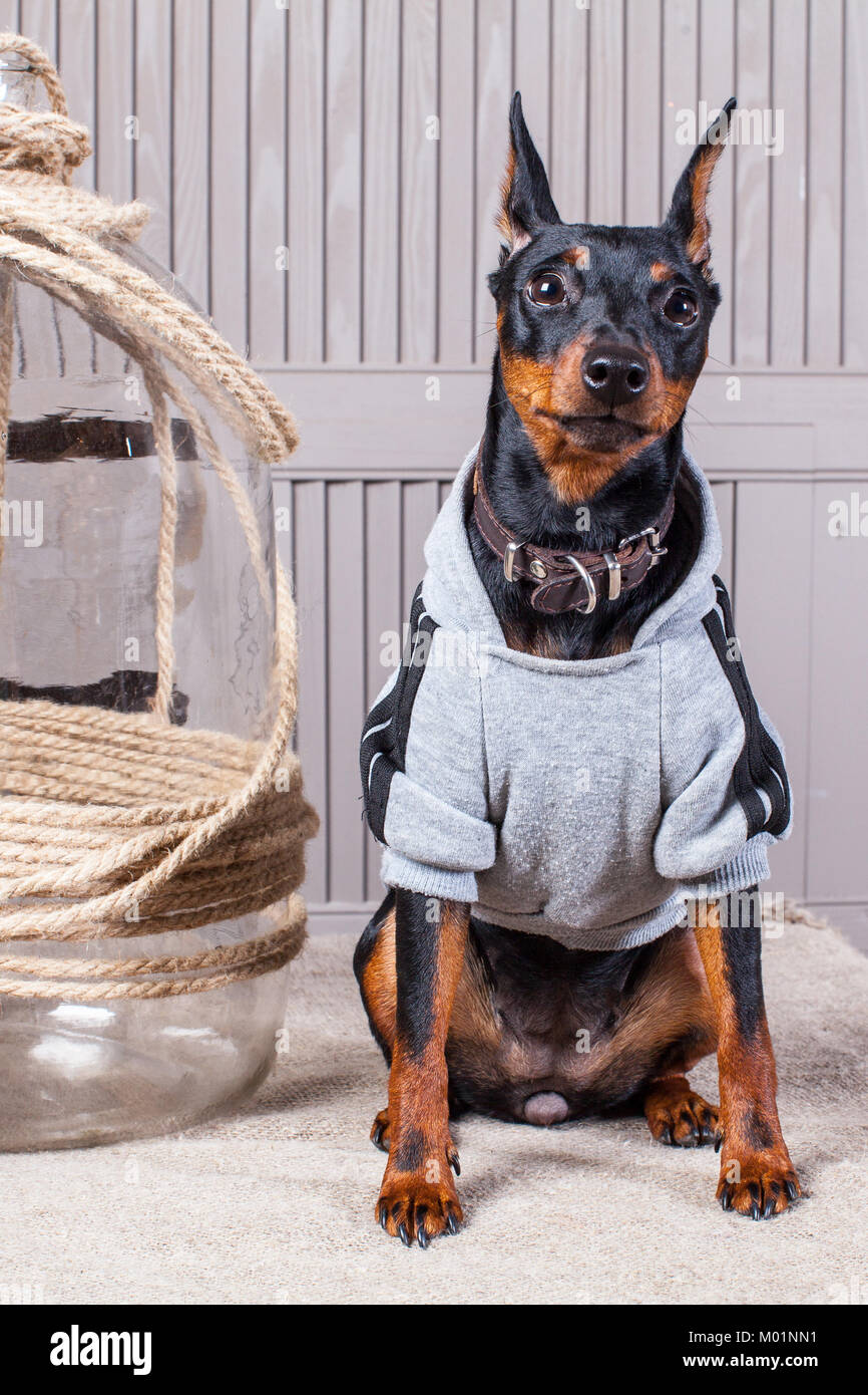 Dobermann. Ein kleiner Schwarz brauner Hund auf den Tisch. Welpen in