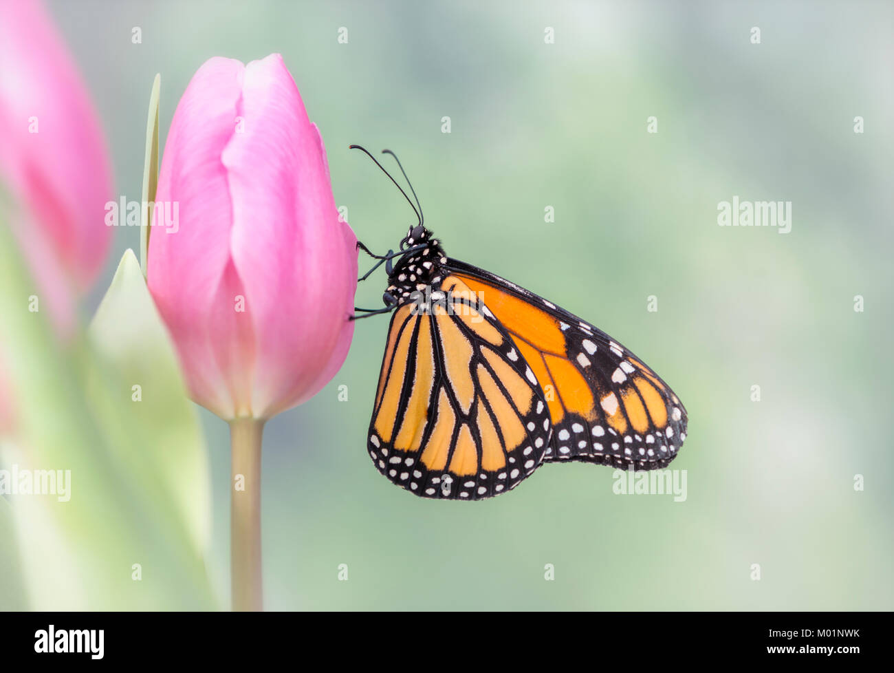 Monarchfalter Danaus Plexippus mit geschlossenen Flügeln, ruht auf einem rosa Tulpe mit einem weichen, grünen Hintergrund - Seitenansicht Stockfoto