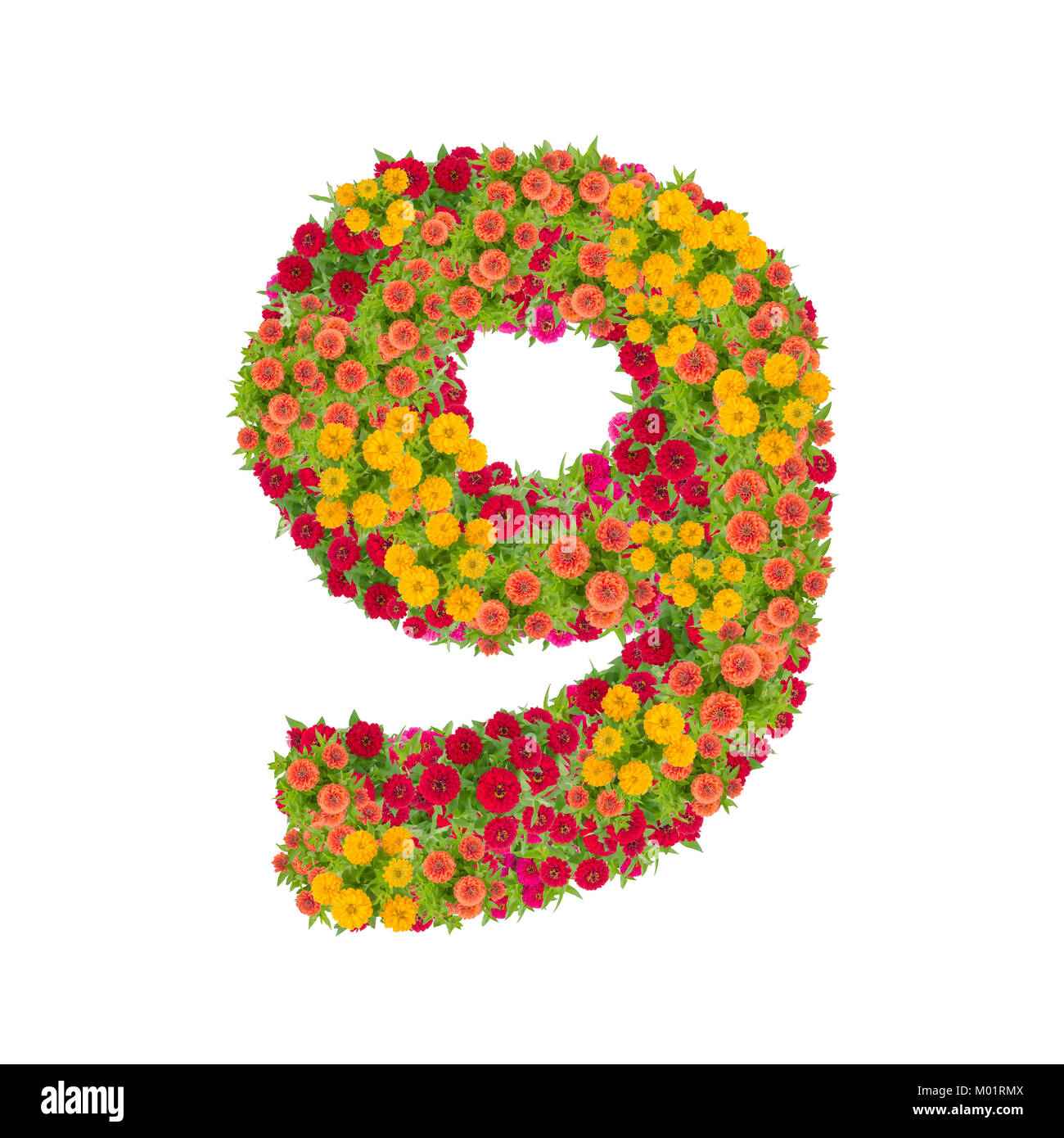 Nummer 9 von zinnien Blumen auf weißem Hintergrund gemacht. Farbenfrohe zinnia Blume in Nummer neun Form mit Freistellungspfad Stockfoto