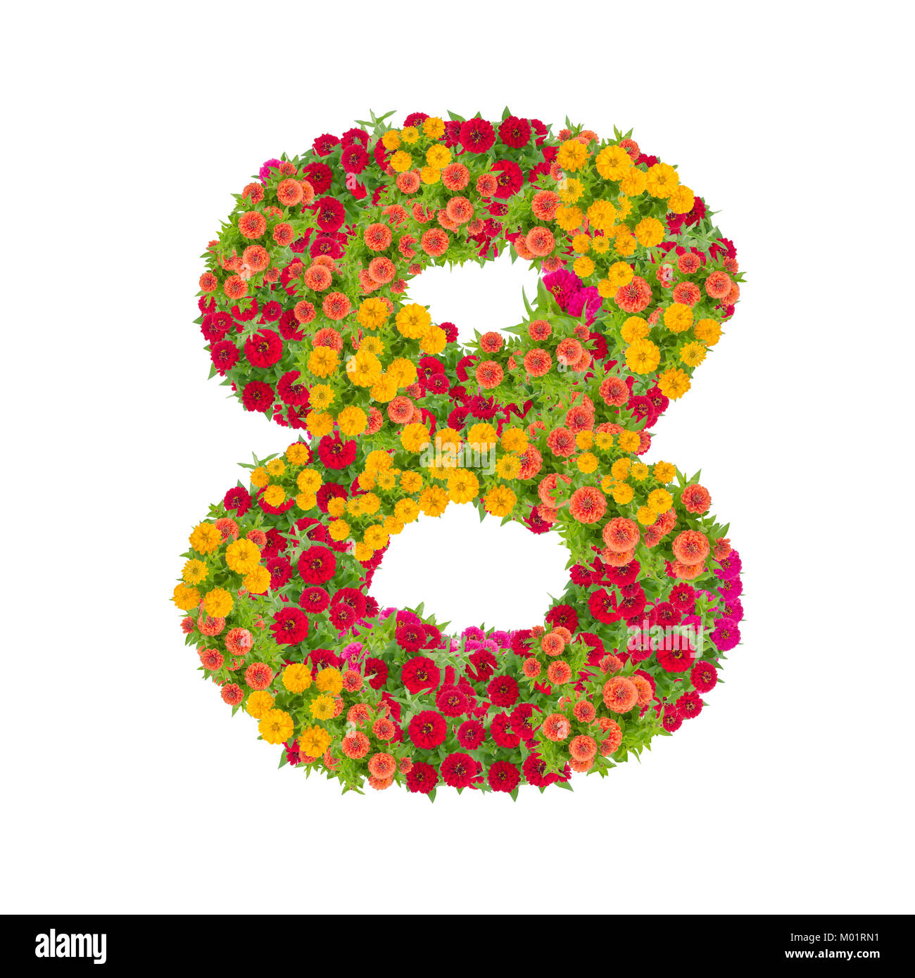 Die Nummer 8 von zinnien Blumen auf weißem Hintergrund gemacht. Farbenfrohe zinnia Blume in Nummer acht Form mit Freistellungspfad Stockfoto