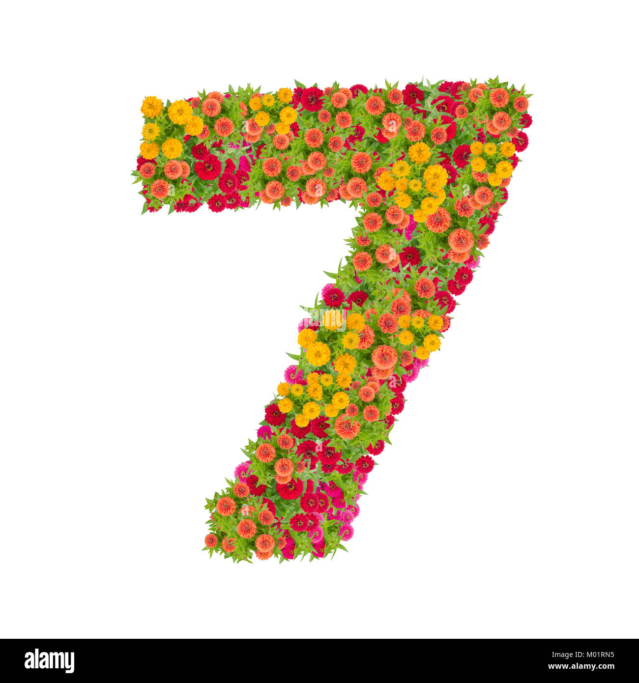 Nummer 7 von zinnien Blumen auf weißem Hintergrund gemacht. Farbenfrohe zinnia Blume zusammen in der Zahl sieben Form mit Freistellungspfad Stockfoto