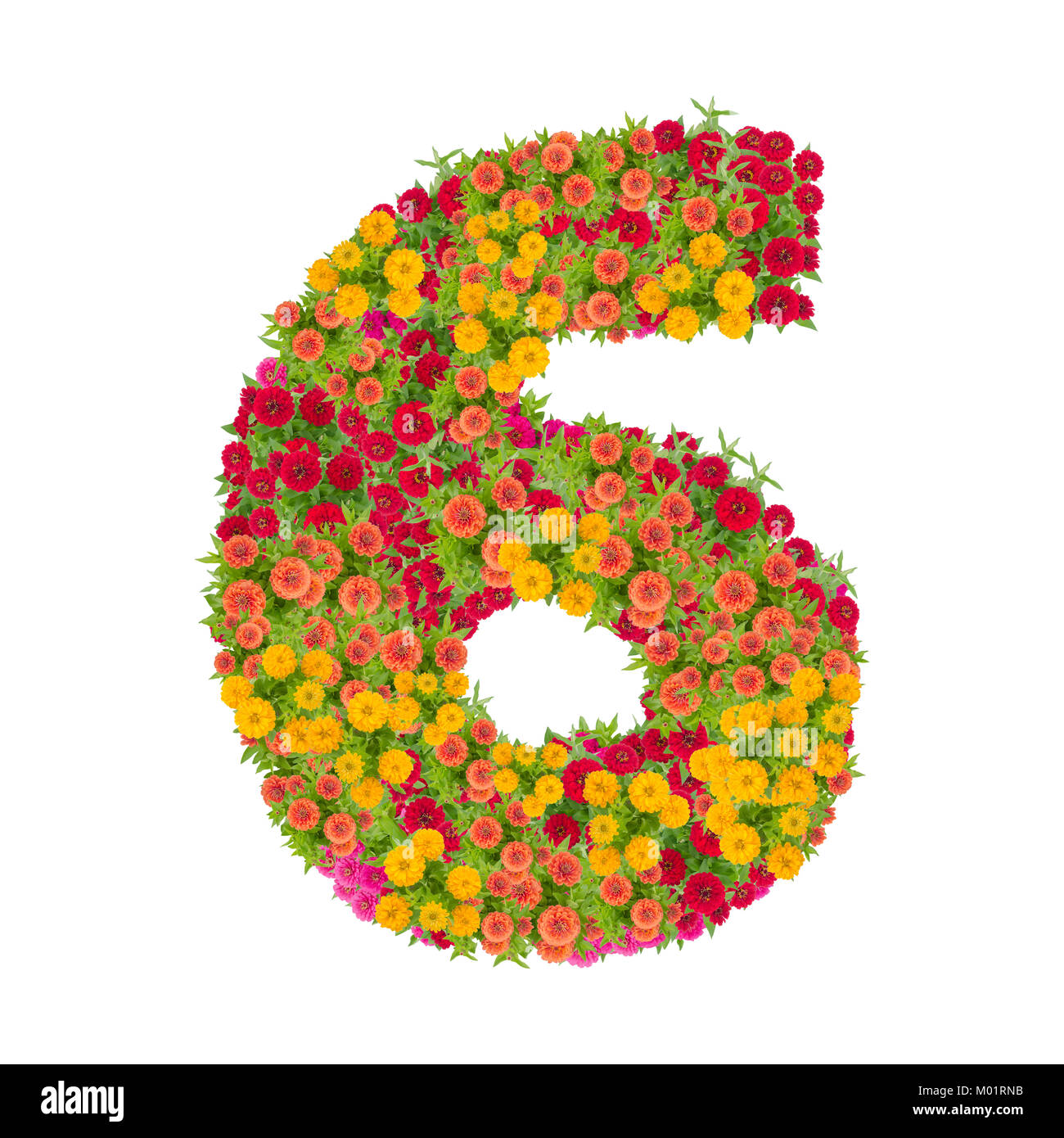 Nummer 6 von zinnien Blumen auf weißem Hintergrund gemacht. Farbenfrohe zinnia Blume in Nummer sechs Form mit Freistellungspfad Stockfoto