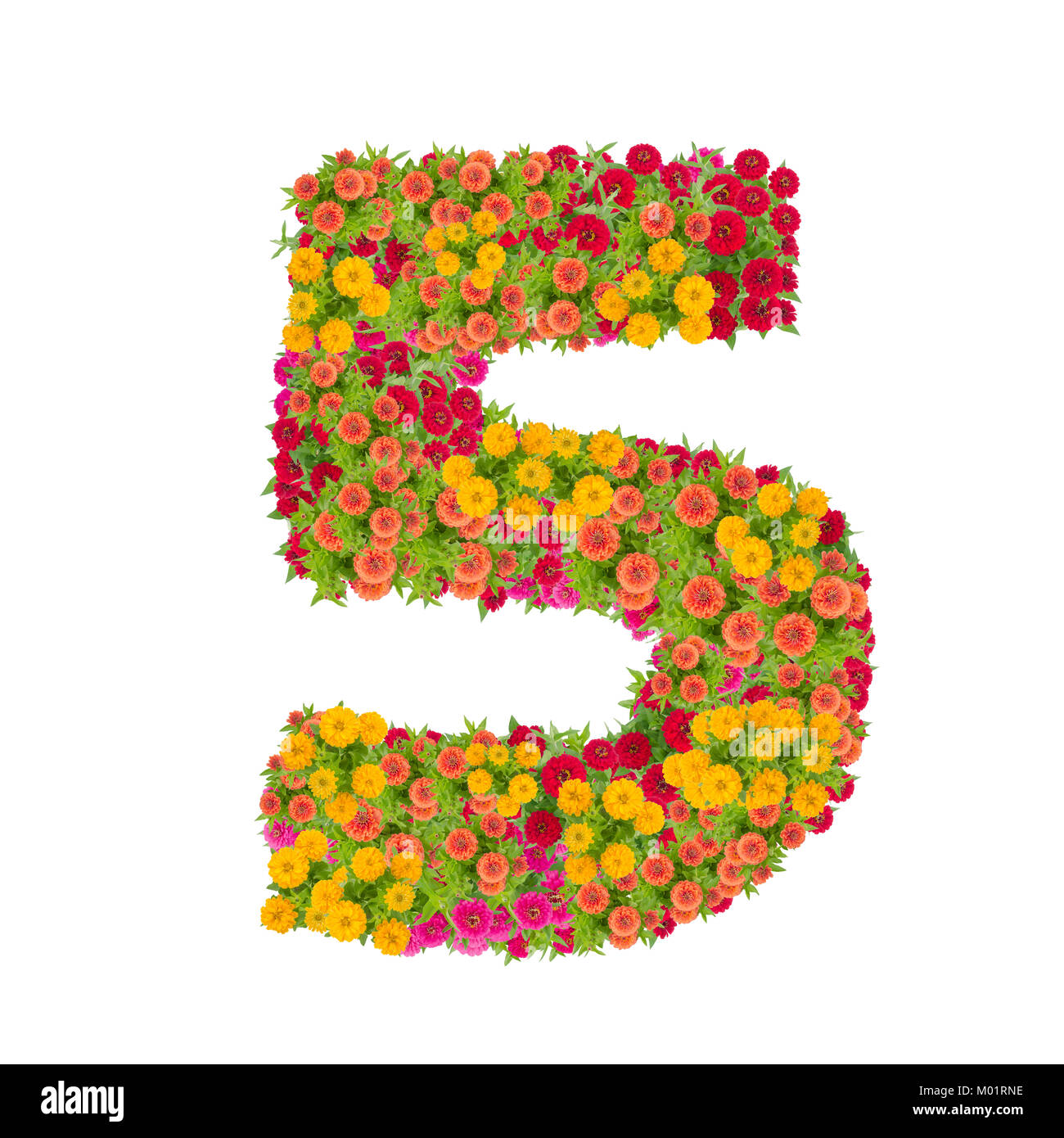 Nr. 5 von zinnien Blumen auf weißem Hintergrund gemacht. Farbenfrohe zinnia Blume in Nummer fünf Form mit Freistellungspfad Stockfoto