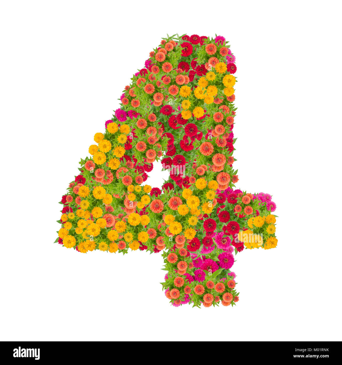 Nummer 4 von zinnien Blumen auf weißem Hintergrund gemacht. Farbenfrohe zinnia Blume in Nummer vier Form mit Freistellungspfad Stockfoto