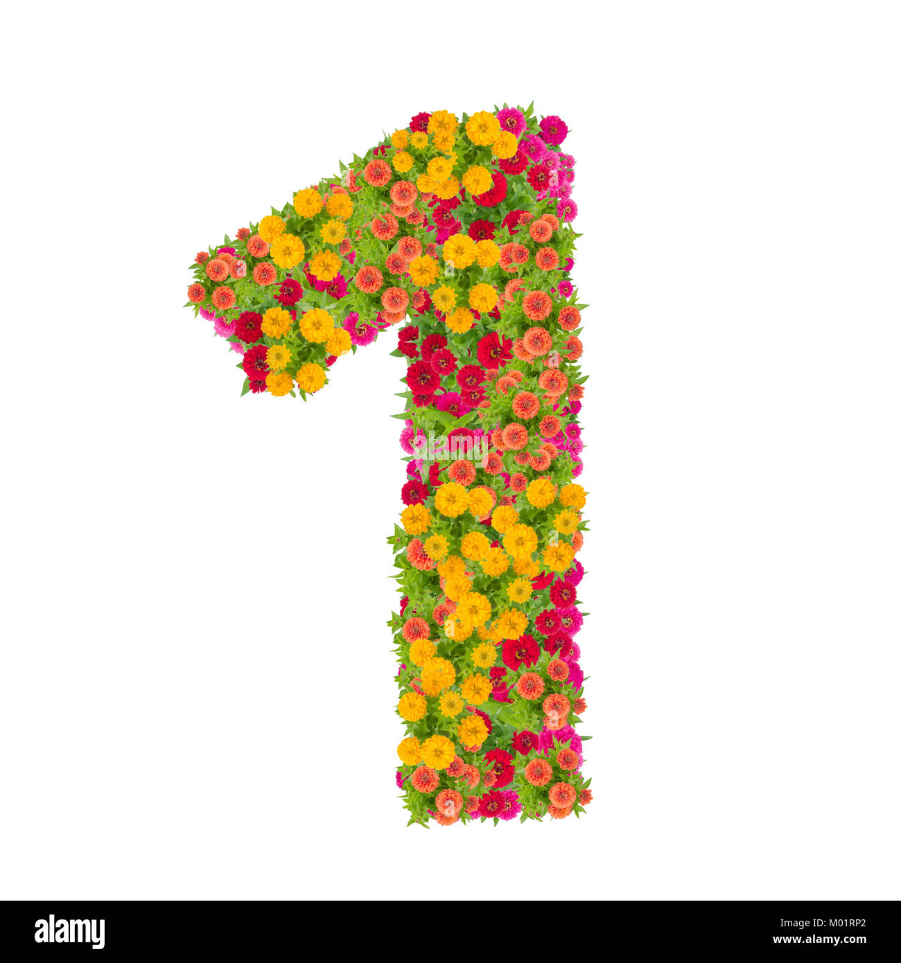 Nummer 1 aus zinnien Blumen auf weißem Hintergrund gemacht. Farbenfrohe zinnia Blume zusammen in Form mit Freistellungspfad Stockfoto