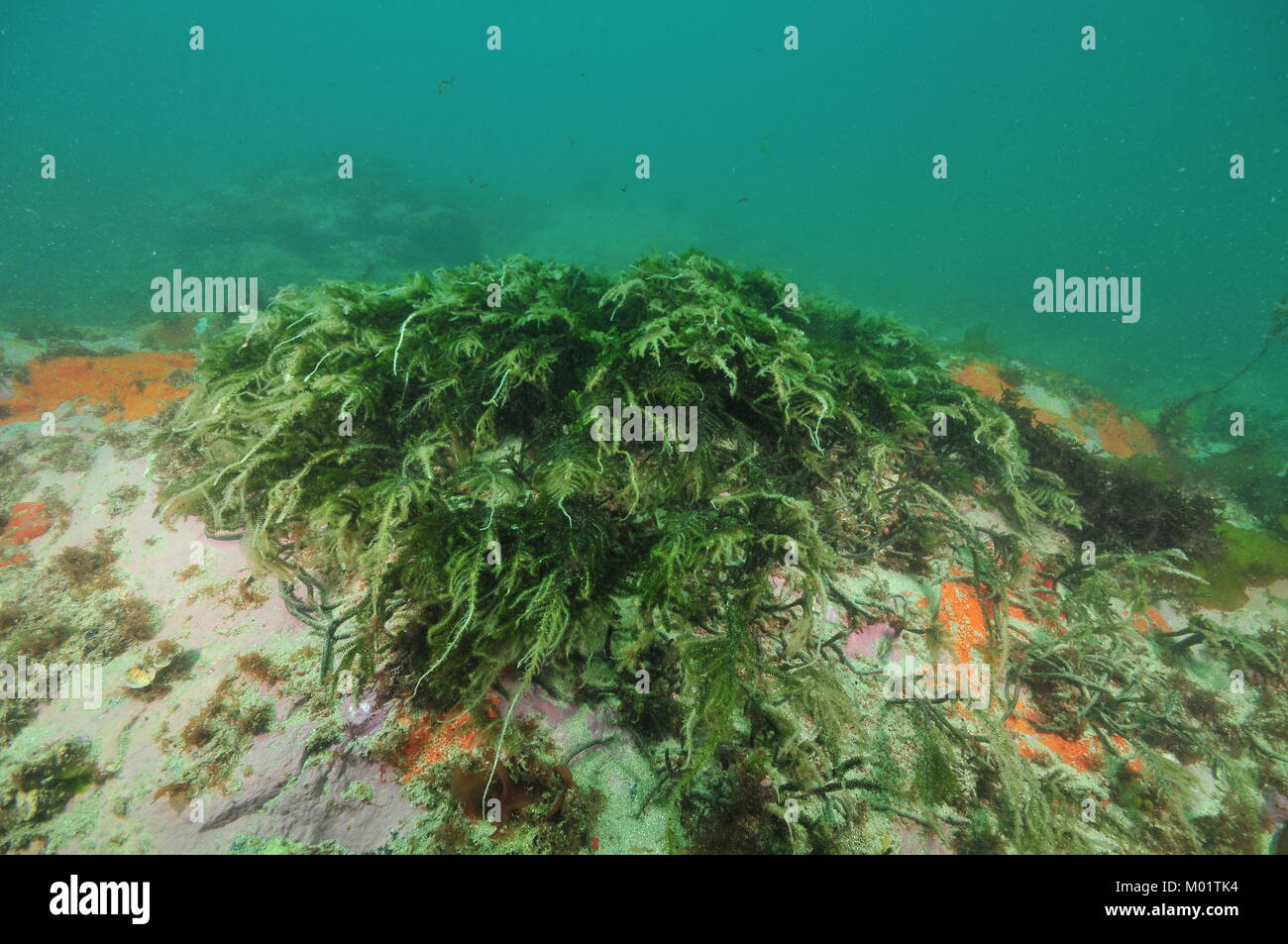Kurze grüne Algen verbogen durch aktuelle oben Rock mit Ablagerungen im trüben Wasser bedeckt. Stockfoto