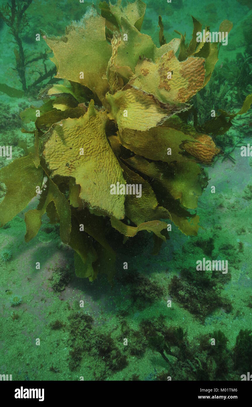 Einzelne Muster braun angepirscht Kelp Ecklonia radiata mit Wedel teilweise durch Pflanzenfresser in trüben Bay gegessen. Stockfoto
