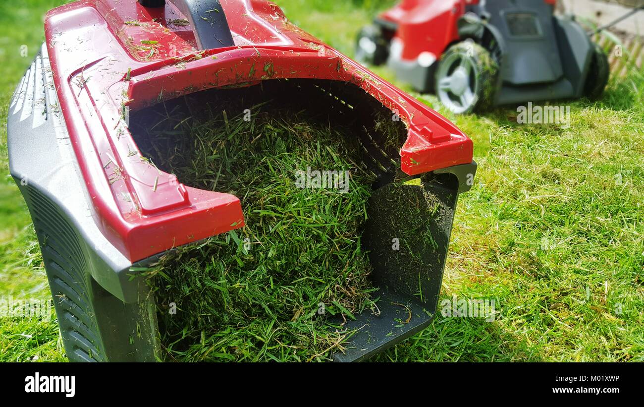 Eine Nahaufnahme Bild eines Rasenmähers und Gras Box mit geschnittenem Gras gefüllt auf frisch gemähten Rasen Stockfoto
