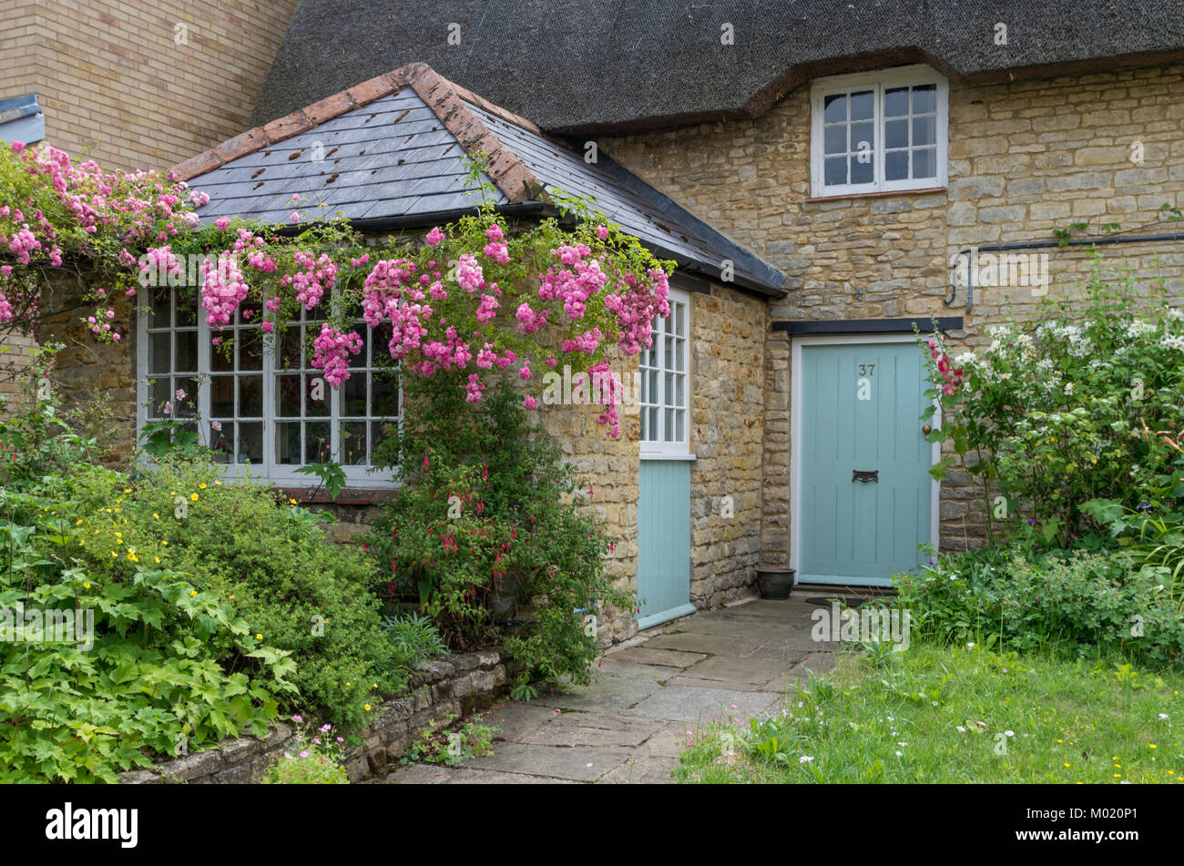 Schöne aus Stein gebaute Reetdachhaus, Pfad, der an der vorderen Tür, stieg über das Fenster; Yardley Gobion, Northamptonshire, Großbritannien Stockfoto